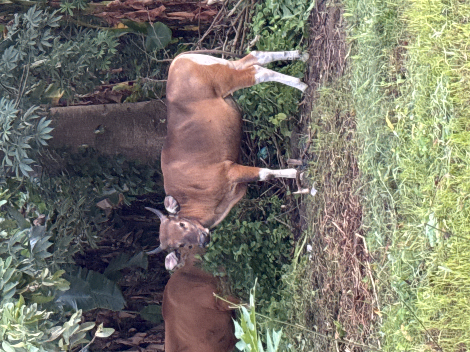 This image captures an outdoor scene, likely in a natural or semi-wild setting in Kuta, Indonesia. The primary subjects are two banteng, a species of wild cattle, within a dense, verdant environment.
The most prominent banteng is positioned horizontally across the frame, appearing to stand amidst the foliage. It has a reddish-brown coat with distinct white markings on its lower legs and rump. Its head is turned towards the viewer, revealing short, dark, crescent-shaped horns. Its expression appears calm and alert.
Partially visible below and to the left of the first animal is the head and shoulders of a second banteng, also with a reddish-brown coat and similar horns, suggesting it is either moving or grazing behind the first.
The setting is characterized by abundant green vegetation. On the left, there are leafy bushes with light green foliage. A large tree trunk or thick branch runs vertically behind the main banteng. To the right and in the background, there's a mix of tall grass, darker shrubs, and tangled undergrowth. The ground is uneven, covered with roots, dirt, and some green plant matter.
The scene is lit by natural daylight, indicating it is daytime. There are no clear indications of specific weather conditions, nor are there any visible human figures, structures, or text. The overall impression is one of wildlife observing its surroundings in a natural, overgrown habitat.