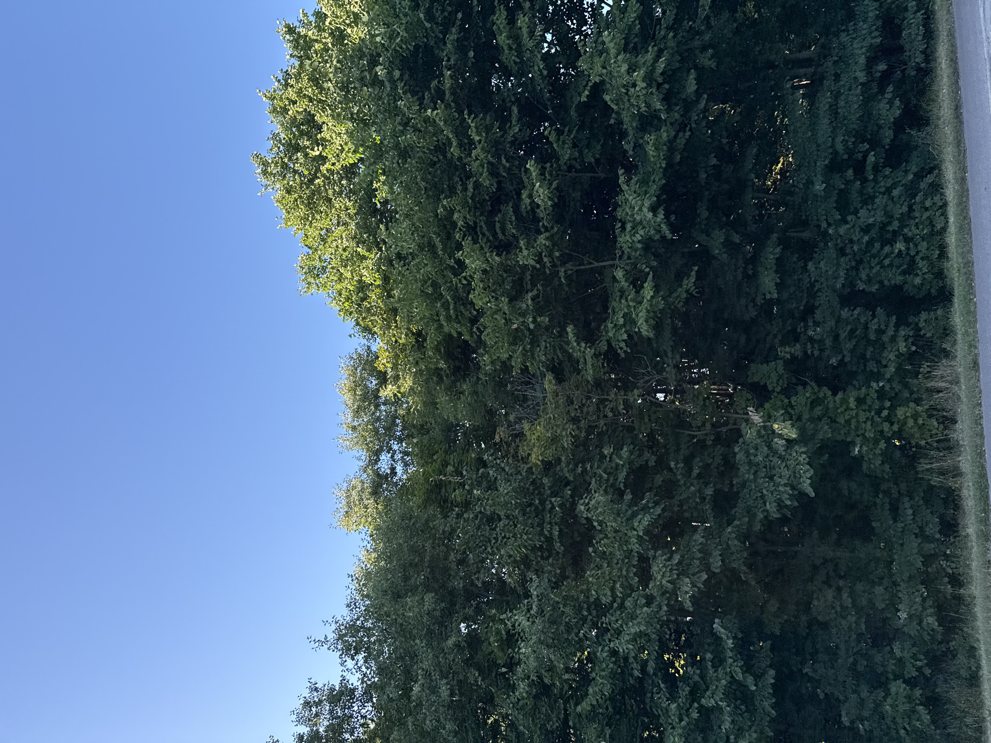 A vertical, medium-shot photograph captures a dense line of trees against a clear blue sky. The trees are a vibrant green, indicating a summer or early autumn season, and fill the lower two-thirds of the frame. Sunlight filters through the leaves, creating dappled highlights and deep shadows within the foliage, suggesting it is late afternoon or early morning. The trees appear to be lining a road, as a sliver of asphalt and a grassy verge are visible at the very bottom of the image. The setting is consistent with a natural or park area within the city of Tallinn, Estonia, possibly along a suburban road or on the outskirts of the city where green spaces are common. There are no people or animals visible in the image, and no specific landmarks are discernible, rendering the exact location within Tallinn unidentifiable. The image is devoid of any activity or interaction; it is a static depiction of a natural landscape.
