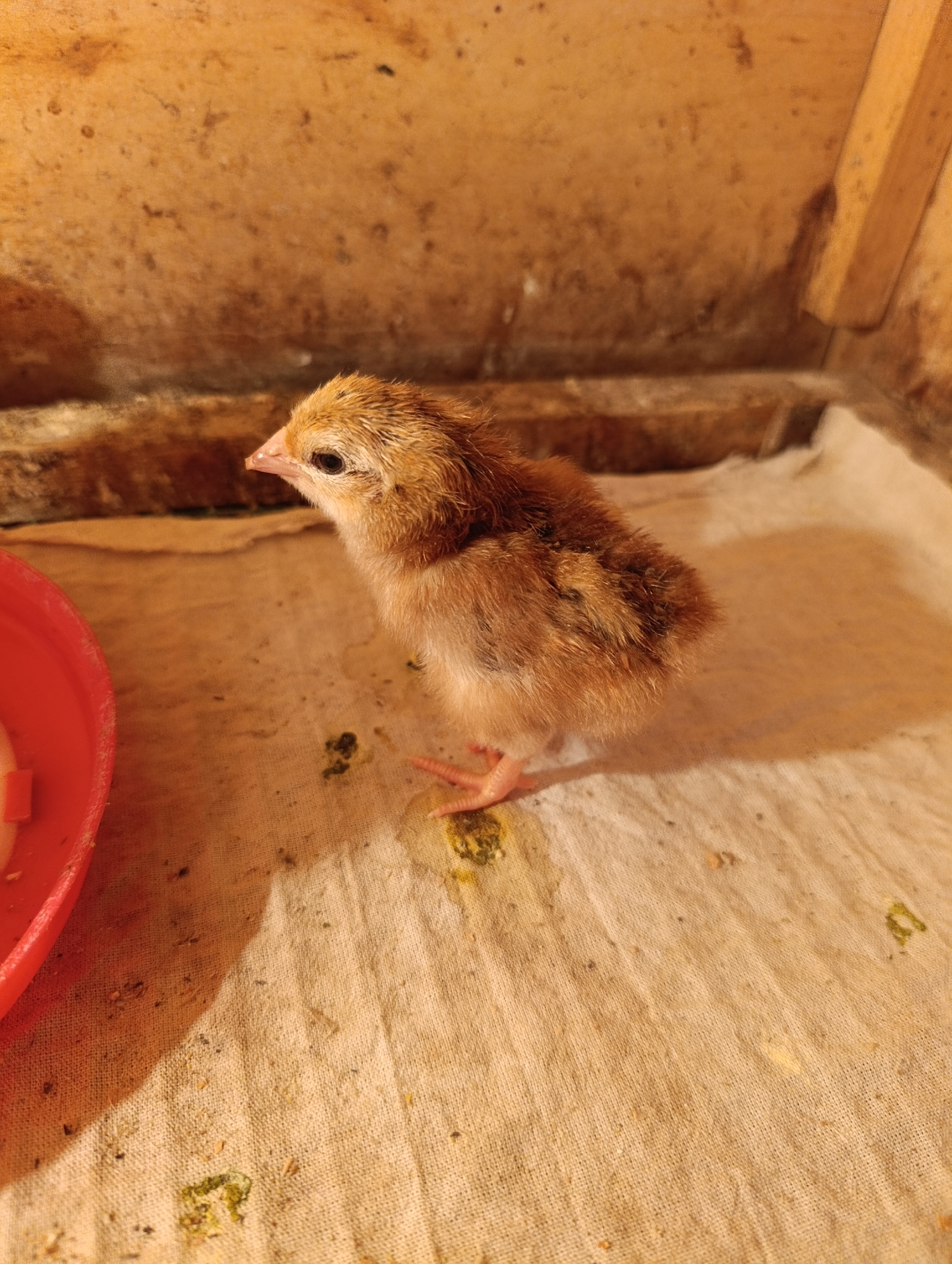 A close-up, high-angle, medium shot captures a young chick standing on a beige cloth surface. The chick, predominantly brown with some lighter brown and darker brown speckles, faces left with its head turned to look slightly forward. Its beak is pink, and its eye is dark. Its small, pink feet are visible. To the left of the chick, a portion of a red feeding dish is visible. The background consists of the rough, wooden interior of a coop, with planks of wood and a textured, brown surface. The lighting appears to be artificial, casting shadows and highlighting the chick and its surroundings. The cloth surface is somewhat soiled with small bits of what appears to be feed and droppings. The overall scene depicts a juvenile fowl within its enclosed habitat.