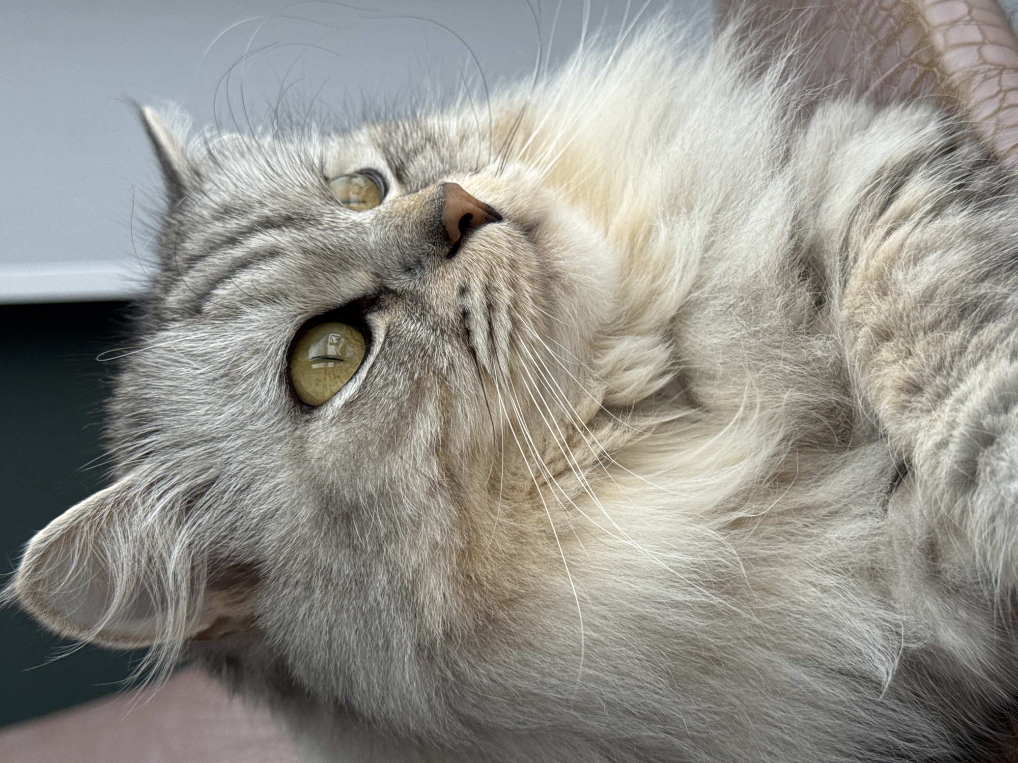 Close-up image of a fluffy, silver tabby cat lying on its back. The cat has golden-green eyes, a pink nose, and long white whiskers. The background is out of focus, but a grey wall and patterned fabric are visible. The location is assumed to be indoors. The city of Gornyi, Dvurechenskoe S/P, Russia is not apparent.