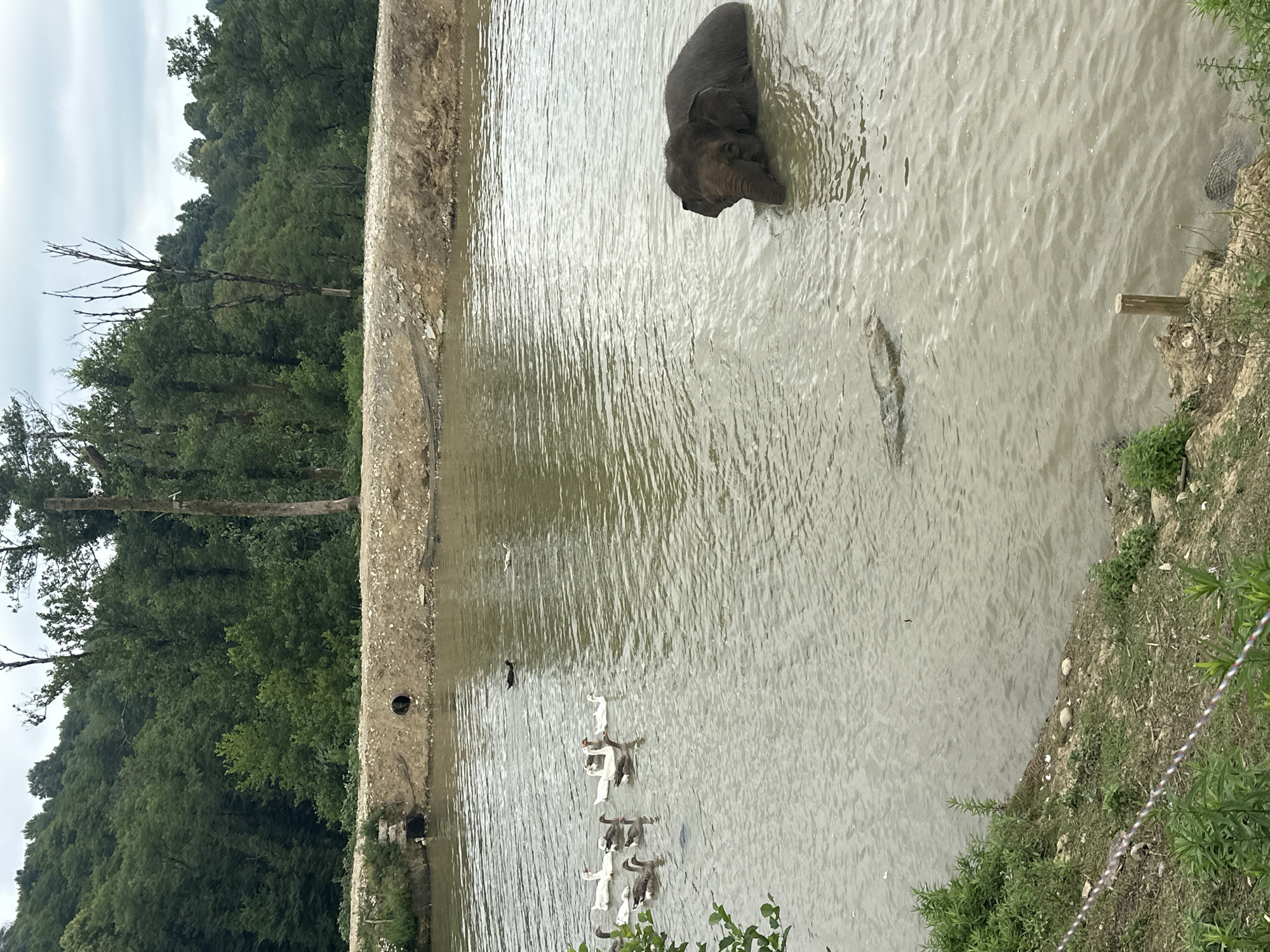 In Nizhnyaya Shilovka, Russia, a muddy, murky body of water is depicted. The water is populated by a group of geese swimming near the left bank, with several white and gray individuals visible. Further into the water, a young elephant is partially submerged, its head and trunk visible above the surface. A large, dark object, possibly a log or a rock, is also present in the water near the elephant. The background consists of a densely forested hillside, with a mixture of green deciduous and coniferous trees. A sandy embankment with a concrete pipe runs along the upper edge of the water. The sky is overcast with gray clouds. The foreground shows a grassy embankment with some scattered rocks and a small wooden post.