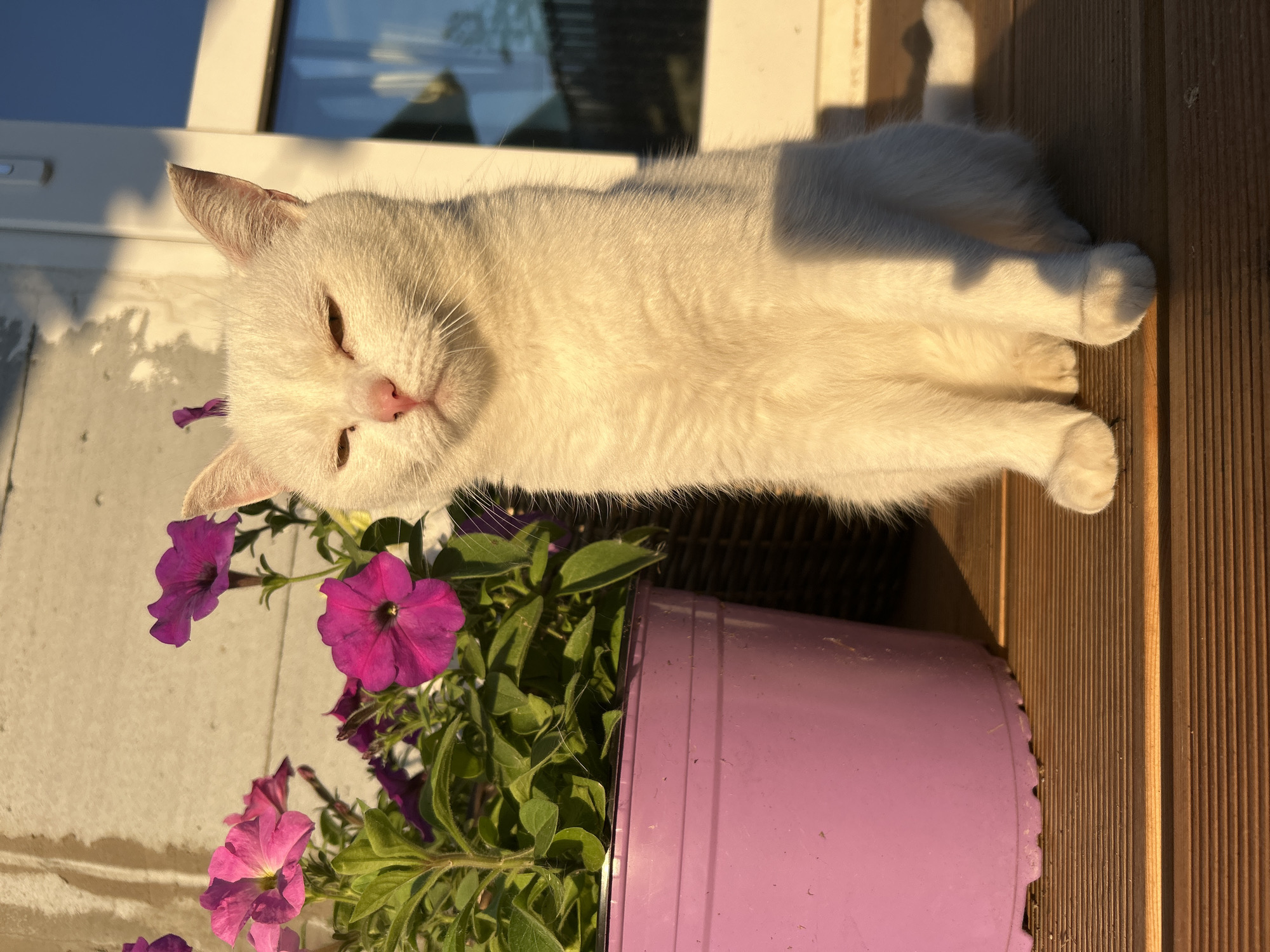 In Chaikovsky, Russia, a white cat sits on a wooden deck bathed in warm sunlight. Next to the cat is a purple pot filled with vibrant pink and purple petunias. The cat has its eyes partially closed, appearing relaxed as it soaks in the sun. Behind the cat and flowers, a building with a window reflecting the blue sky can be seen. The scene suggests a peaceful outdoor setting, likely a porch or balcony, in a residential area.