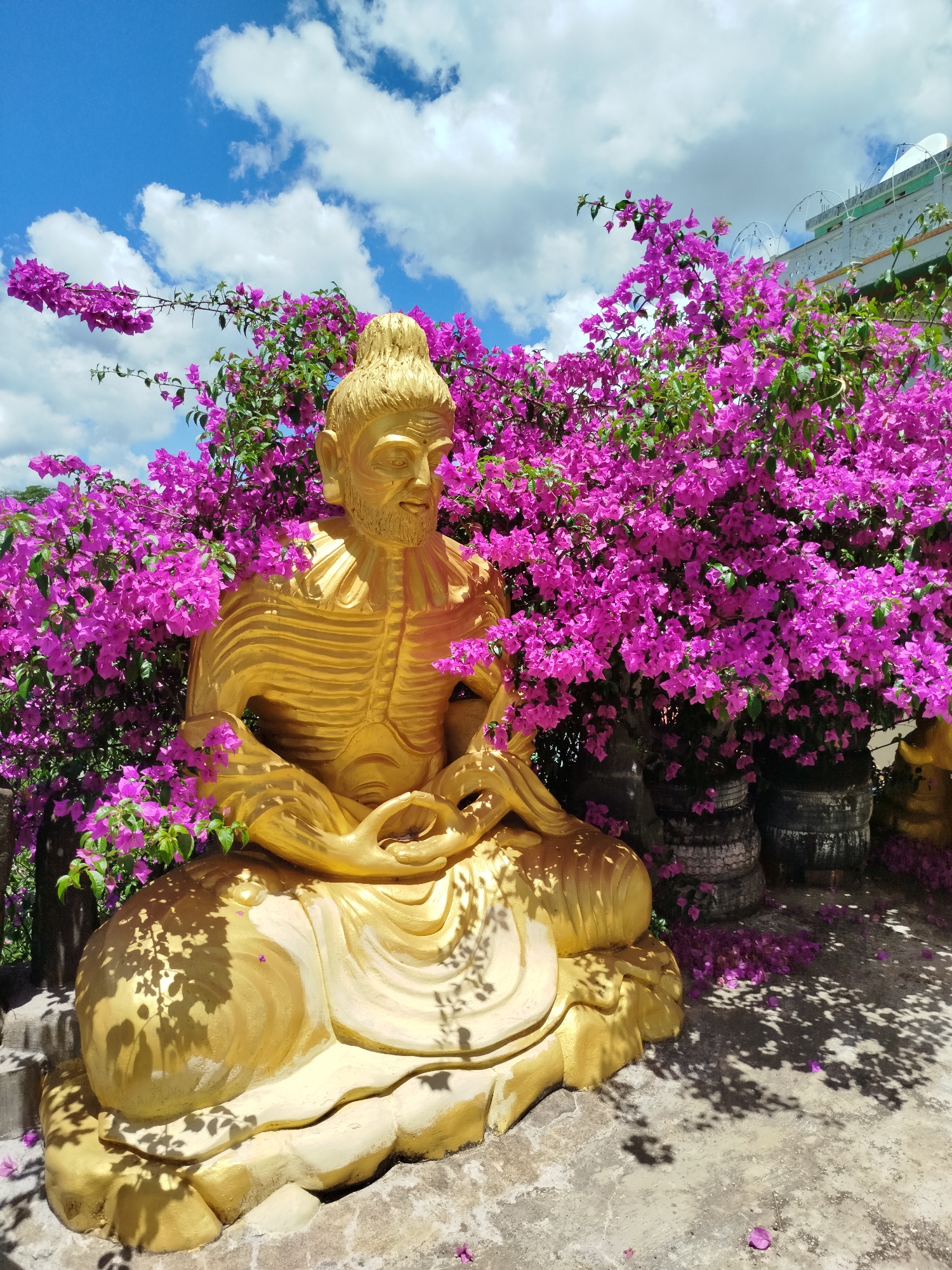 A golden statue of a seated, bearded man is situated in front of a large bougainvillea bush, its vivid pink flowers in full bloom. The statue is the focus of the shot, sitting cross-legged with its hands resting in its lap. The statue is surrounded by the pink blooms, which also create a vibrant backdrop. The sky is blue with scattered white clouds. Shadows from the bougainvillea bush fall on the ground in front of the statue, creating a dappled effect. The statue is located in the Linh Phuoc Pagoda, Da Lat, Vietnam.