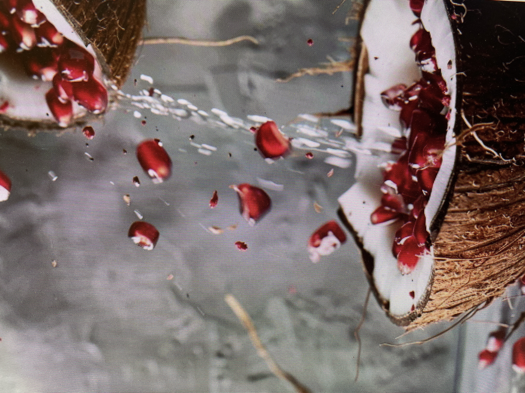 The image depicts two halves of a coconut with pomegranate seeds spilling out. A stream of liquid or a fragmented line of water droplets is visible between the two coconut halves. The background is a textured grey surface. The coconut halves are brown and fibrous on the exterior, with white interiors containing the red pomegranate seeds. The seeds are scattered in the air and on the grey surface, indicating motion. There is no indication that the image was taken in Poltava, Ukraine.