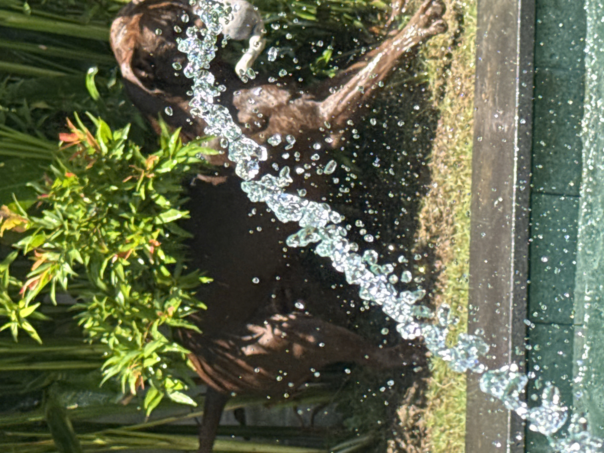 The image, taken in Cemagi, Indonesia, shows a bronze-colored, life-sized statue of a dog being sprayed with water. The statue is positioned near a concrete edge, possibly of a pool or fountain. Green plants are visible to the left of the statue. Water droplets are suspended in the air, obscuring parts of the statue and the surrounding area. The backdrop includes a patch of grass.