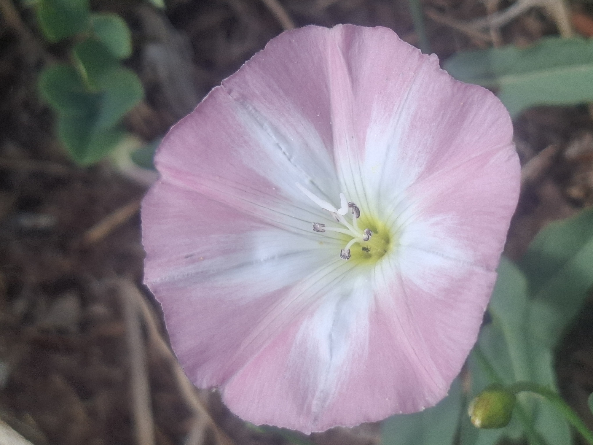 A close-up, eye-level shot captures a pink and white convolvulus flower in full bloom. The flower's petals are delicate and funnel-shaped, with prominent white stripes radiating from the center. The center of the flower is a vibrant yellow, with visible stamens and pistils. To the lower left of the frame, a small, unopened green bud is visible, also on a thin stem. The background is softly blurred, with hints of brown earth and green foliage, suggesting an outdoor natural setting. There is no discernible connection to the city of Almaty, Kazakhstan.