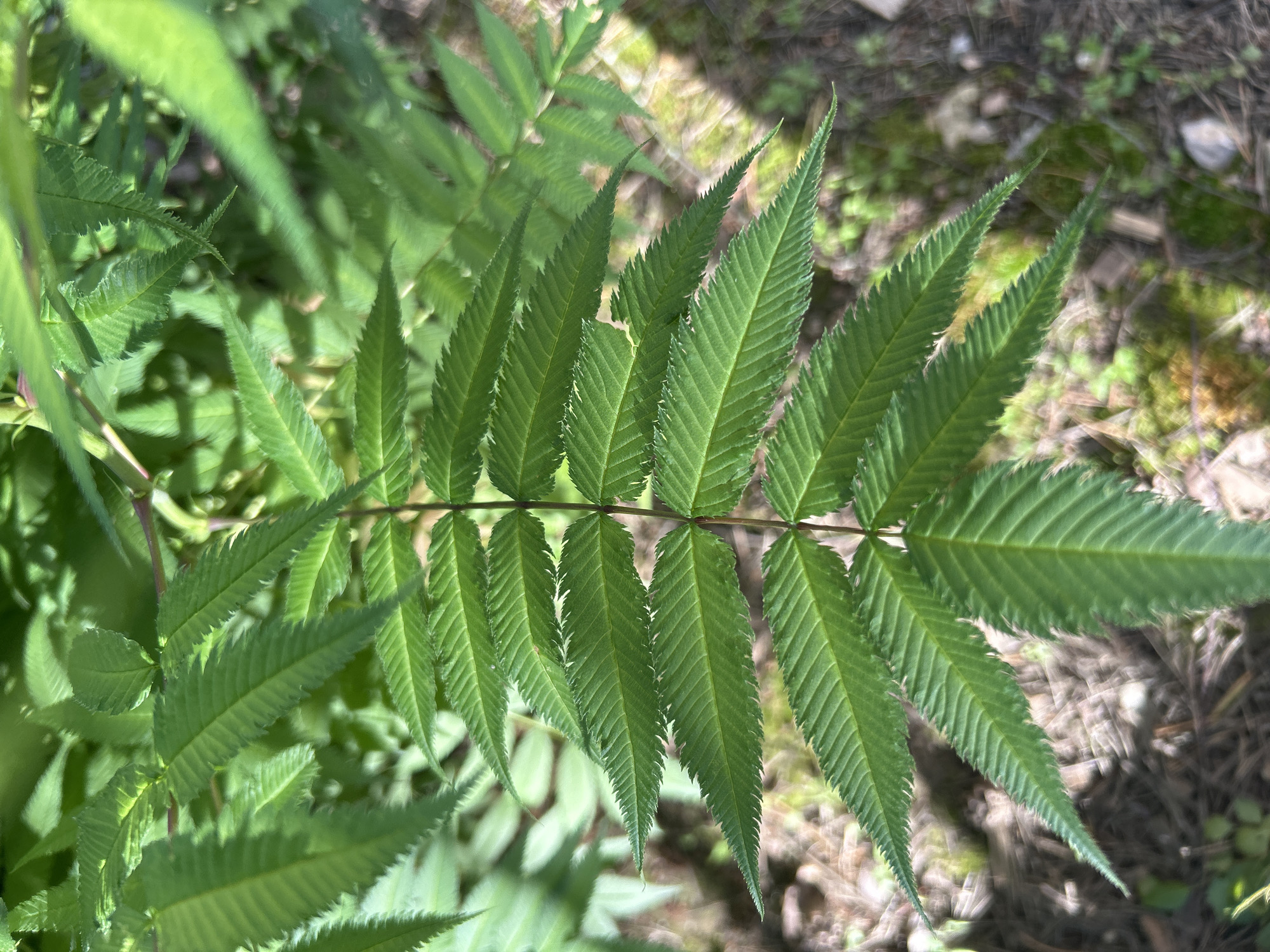 The image displays a close-up view of a bright green plant with compound leaves. Each leaf is pinnately compound, with numerous small, elongated leaflets arranged along a central stem. The leaflets are serrated along their edges and have prominent veins. The plant is in focus, with a shallow depth of field blurring the background. The background consists of the forest floor, with muted greens and browns suggesting vegetation, soil, and perhaps some fallen leaves or twigs. Sunlight filters through, creating dappled light and shadow patterns on the leaves and the ground.
The scene appears to be outdoors, likely in a natural setting such as a forest or woodland area, given the presence of the forest floor. The lighting suggests it is daytime, possibly late morning or afternoon, with the sun at an angle. There are no people or animals visible in the image, and no specific activity is taking place beyond the natural growth of the plant. The overall impression is one of natural beauty and tranquility. The location context provided is Kaluga, Russia, which helps to infer the type of flora that might be present in such a region. No text is visible in the image.