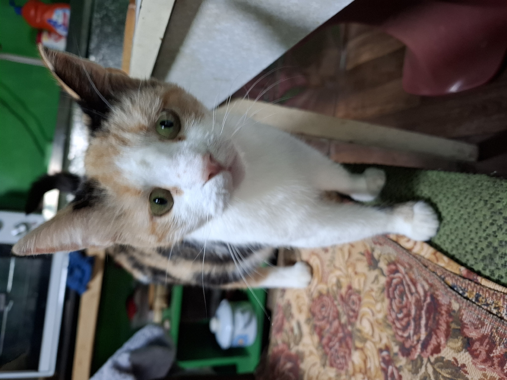 A calico cat with green eyes and white, orange, and black fur stands in an indoor setting. The cat is looking directly at the camera. The background includes a shelf with a blue and white container, a patterned rug with red and beige floral designs, and a green surface on the floor. Wooden furniture and a red object are also visible. The lighting appears to be artificial. The cat is the primary subject, and its gaze suggests it is aware of being photographed. The environment suggests a domestic space.
