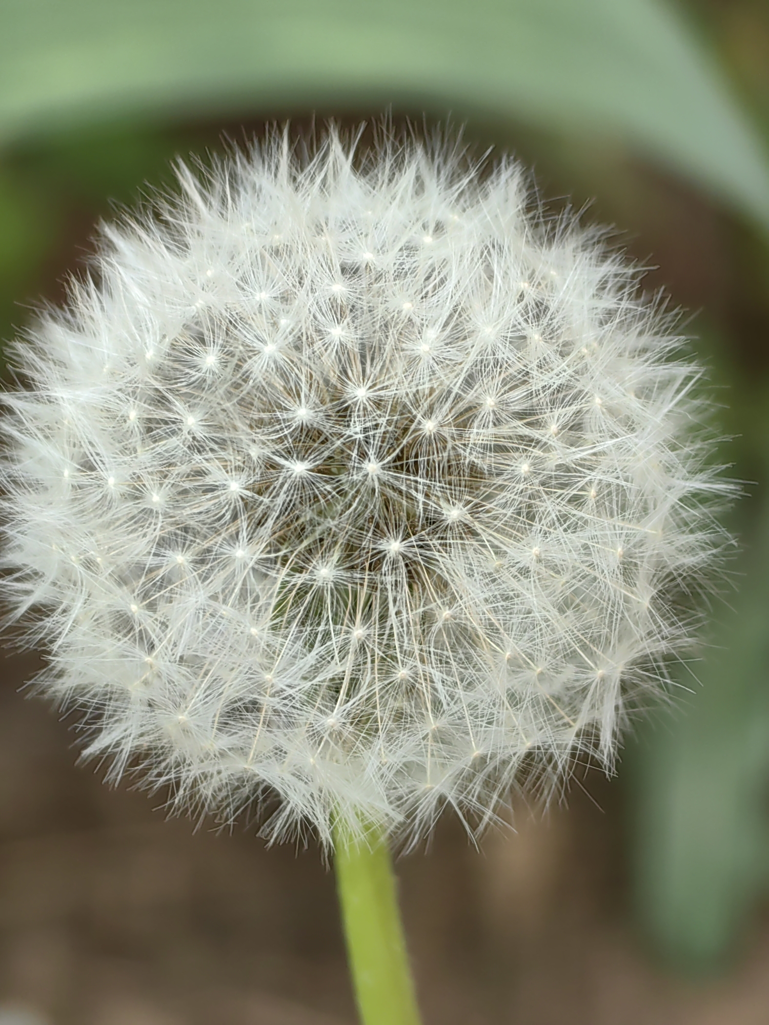 A close-up of a dandelion seed head, with a blurred background of greenery and brownish earth. The dandelion is mostly white, with a green stem visible at the bottom of the frame. The image is a still photograph, and there is no indication of a specific location or city. It is not possible to determine if the image was taken in Votkinsk, Russia or any other specific location.