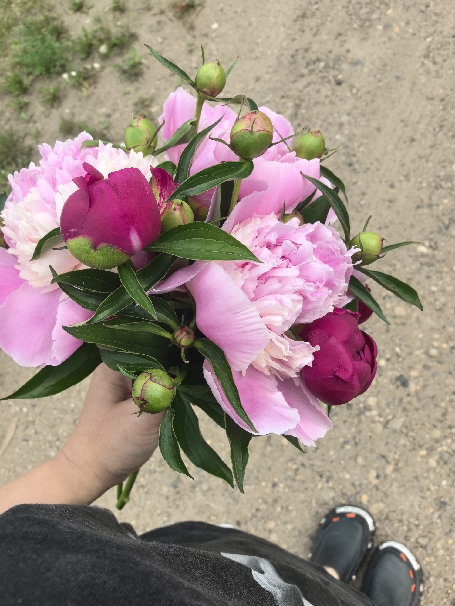 A close-up, overhead shot shows a bouquet of pink peonies held in a hand. The bouquet consists of fully bloomed pink peonies and several green buds, some with hints of red. Dark green leaves are interspersed throughout the flowers. The background is a mix of gravel and sparse green vegetation, suggesting an outdoor, possibly rural or park-like setting. In the lower right corner, a pair of black shoes with orange accents are visible. The image is well-lit and sharp, focusing on the textures and colors of the peonies. There are no visible elements indicating a specific location within Noviy, Russia, or any other city.