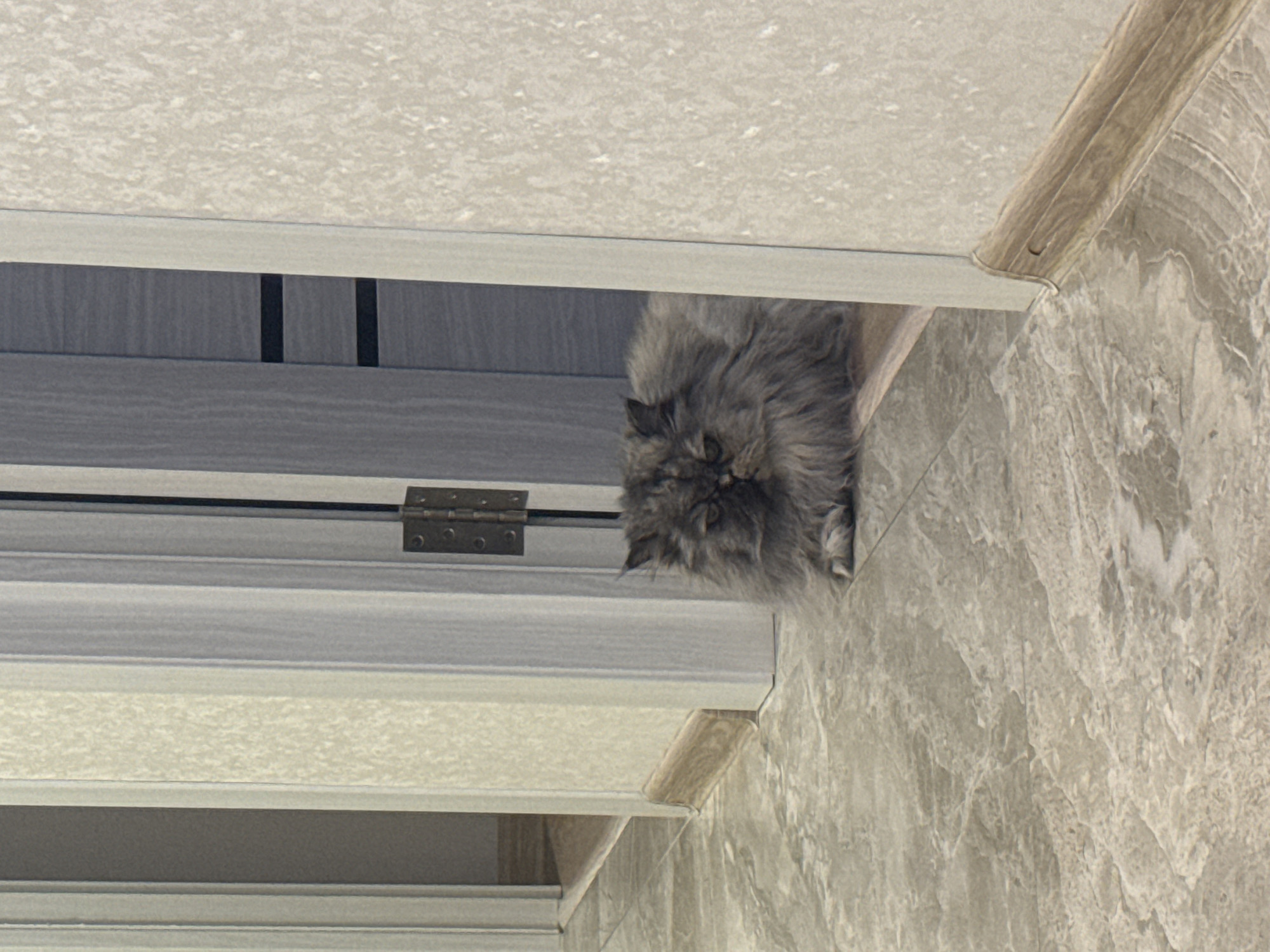A medium-sized, fluffy, gray cat is nestled in a shelf unit with a hinge in the city of Izhevsk, Russia. The shelf unit has a light gray wood-like finish. The background consists of a light-colored ceiling and a marble-patterned wall.