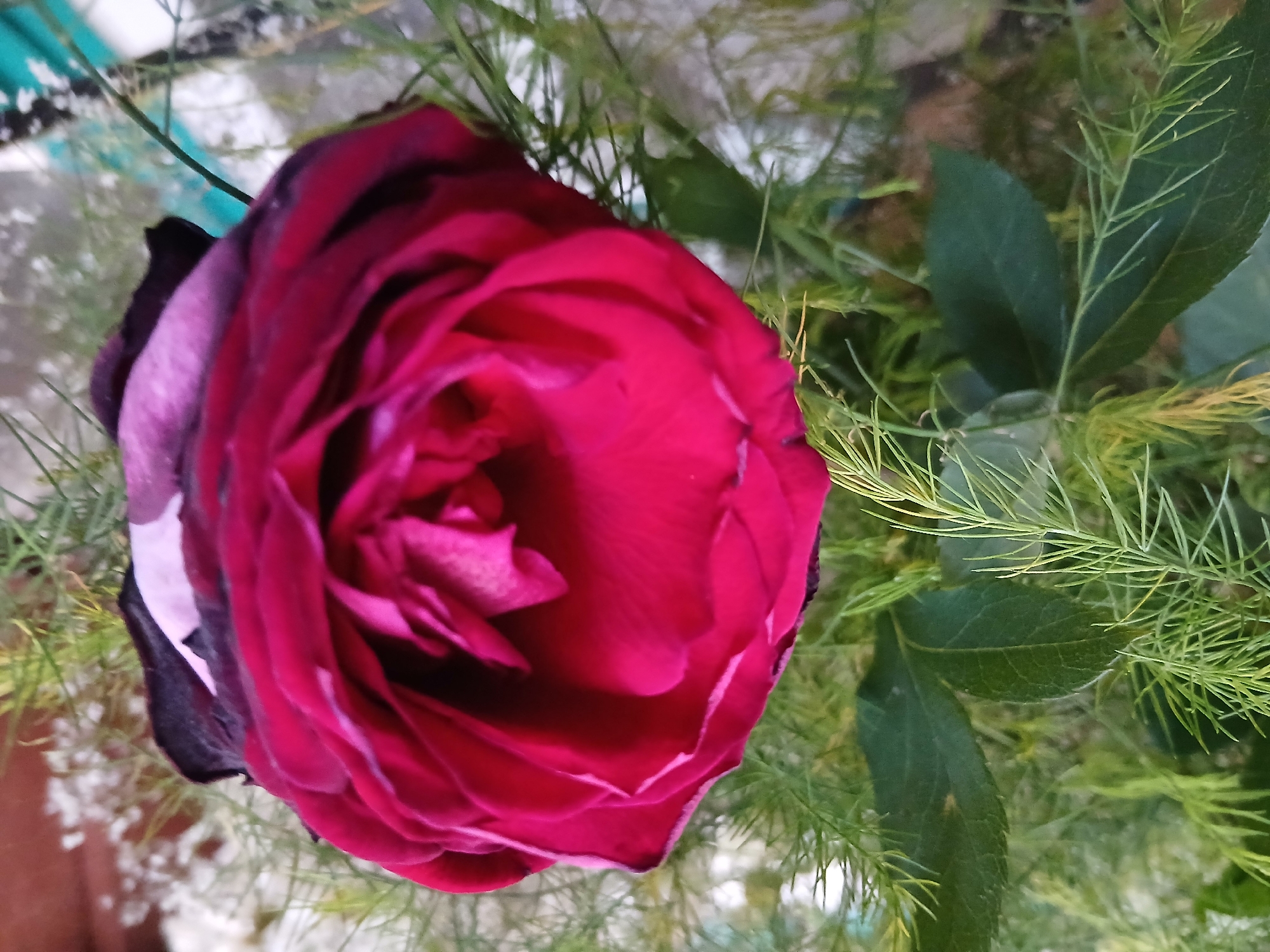 A close-up, vertical, top-down shot showcases a deep red rose with dark burgundy edges, its petals unfurling in the center. The rose is surrounded by delicate green foliage and sparse white baby's breath, suggesting it might be part of a bouquet or arrangement. The background is softly blurred, with hints of a pale, possibly textured surface and some indistinct colored elements. The image appears to be taken indoors or in a sheltered outdoor space, given the lighting and composition. There is no indication of Kholosne, Ukraine.