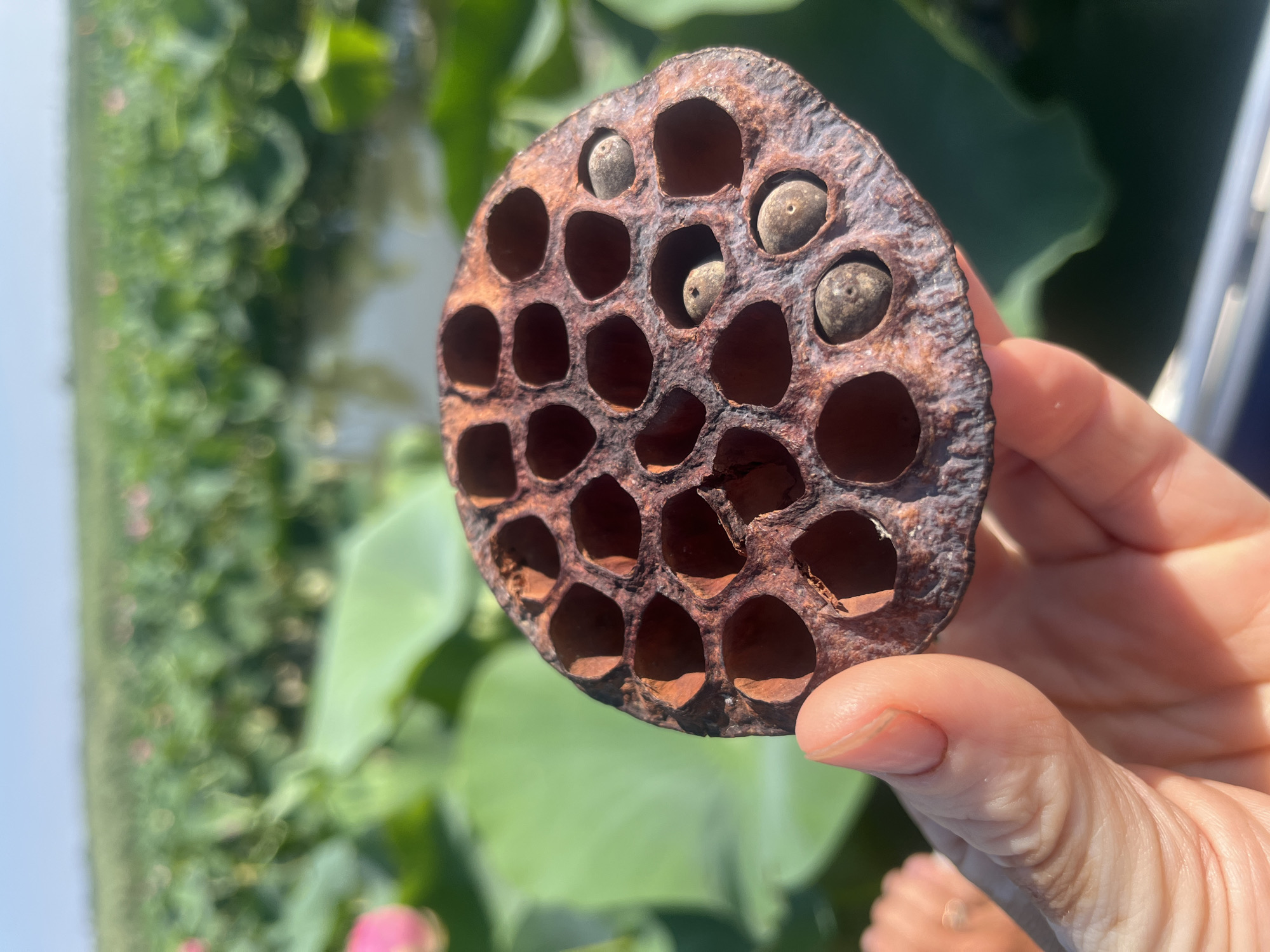 A close-up, first-person perspective shot shows a hand holding a dried lotus seed head. The seed head is brown and circular, with numerous hexagonal holes, some of which contain small, round seeds. The background is a blurred, green landscape of a lotus pond under a clear blue sky, suggestive of a rural setting. This scene is likely located in or near Golubitskaya, Russia, known for its lotus fields.