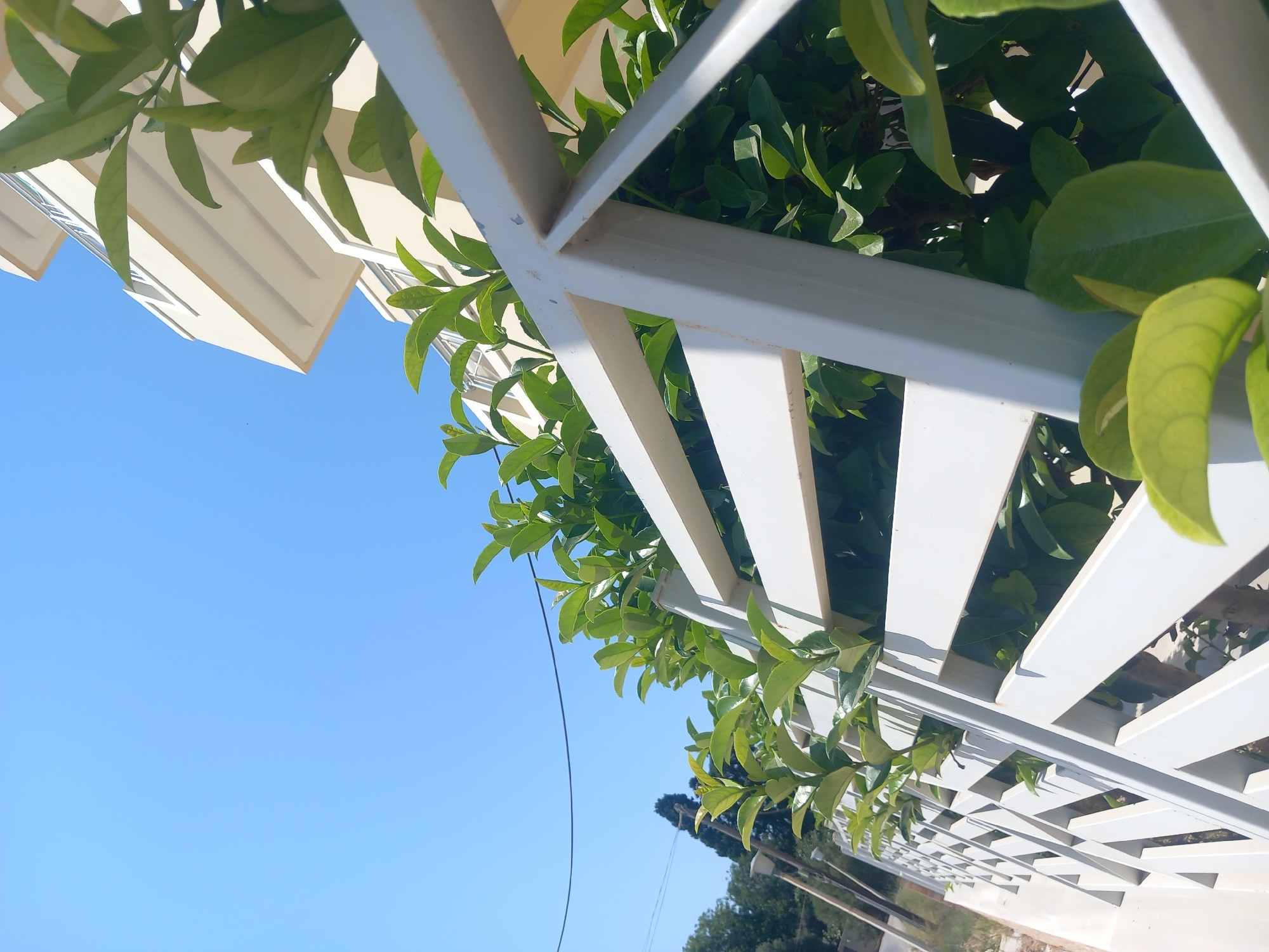 An outdoor, low-angle, eye-level shot captures a white metal fence with a lattice design. Lush green foliage emerges from behind and between the fence slats, with some leaves extending into the foreground and obscuring parts of the fence. The fence runs diagonally across the frame from the lower left to the upper right. Behind the fence, a beige building with balconies and white trim is visible against a clear, bright blue sky. Power lines are also visible in the distance against the sky. The scene appears to be located in the city of Kos, Greece.
