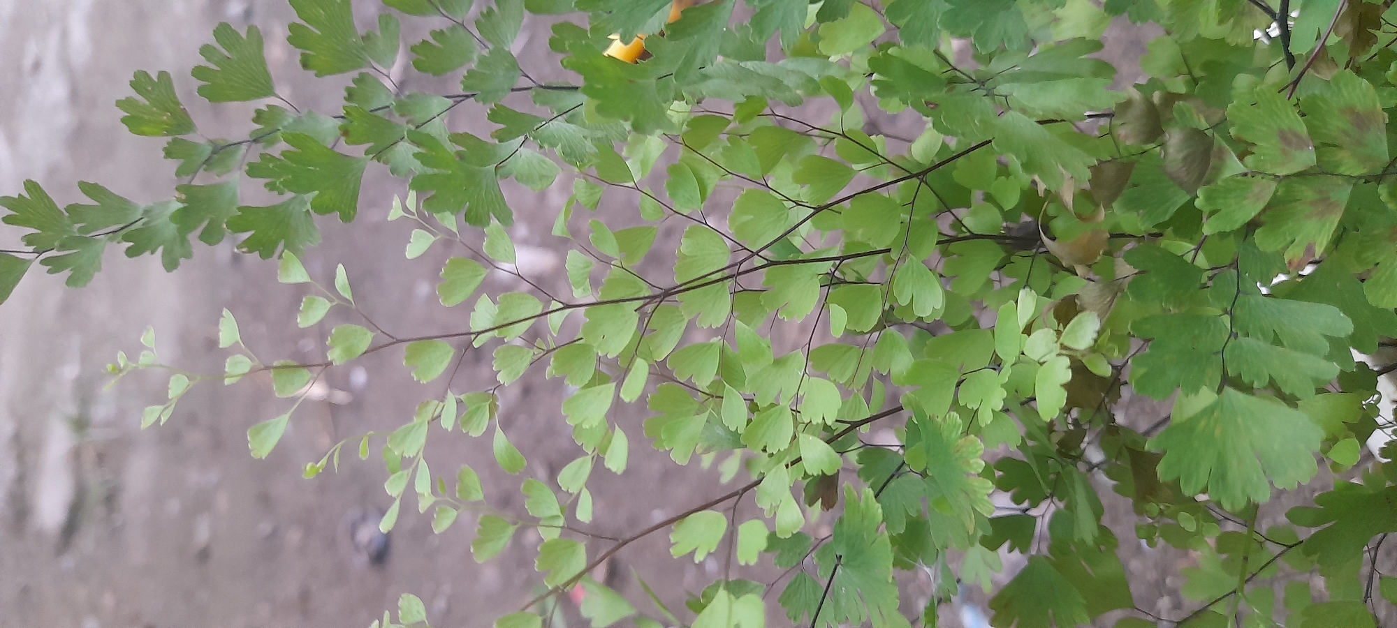 The image shows a close-up of a Maidenhair fern with small, fan-shaped green leaves. The fern's dark brown stems are visible against a blurred background. The background appears to be an outdoor area with a grayish concrete surface, potentially in Buketteukuh, Indonesia. There are no people, subjects, objects, actions, or interactions other than the plant and its surroundings.