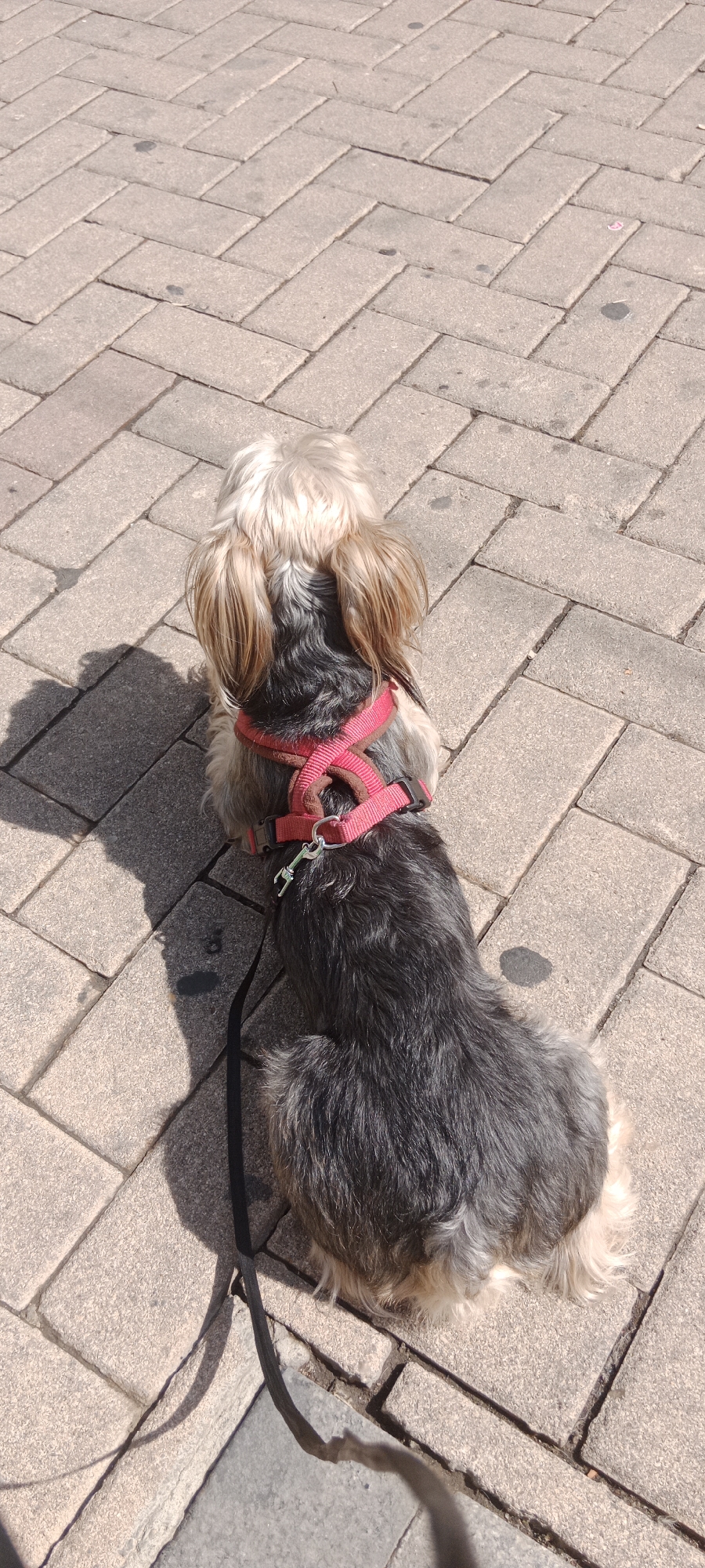 A small dog with dark gray and tan fur, wearing a pink harness, sits on a herringbone-patterned stone sidewalk. The dog is viewed from above and behind, facing away from the camera. A black leash is attached to the harness and extends out of frame. The sun casts a shadow of the dog onto the sidewalk to its left. The environment appears to be an outdoor public space in Galapagar, Spain, characterized by the textured stone paving typical of sidewalks in the area. There are no other individuals or objects clearly visible in the frame.