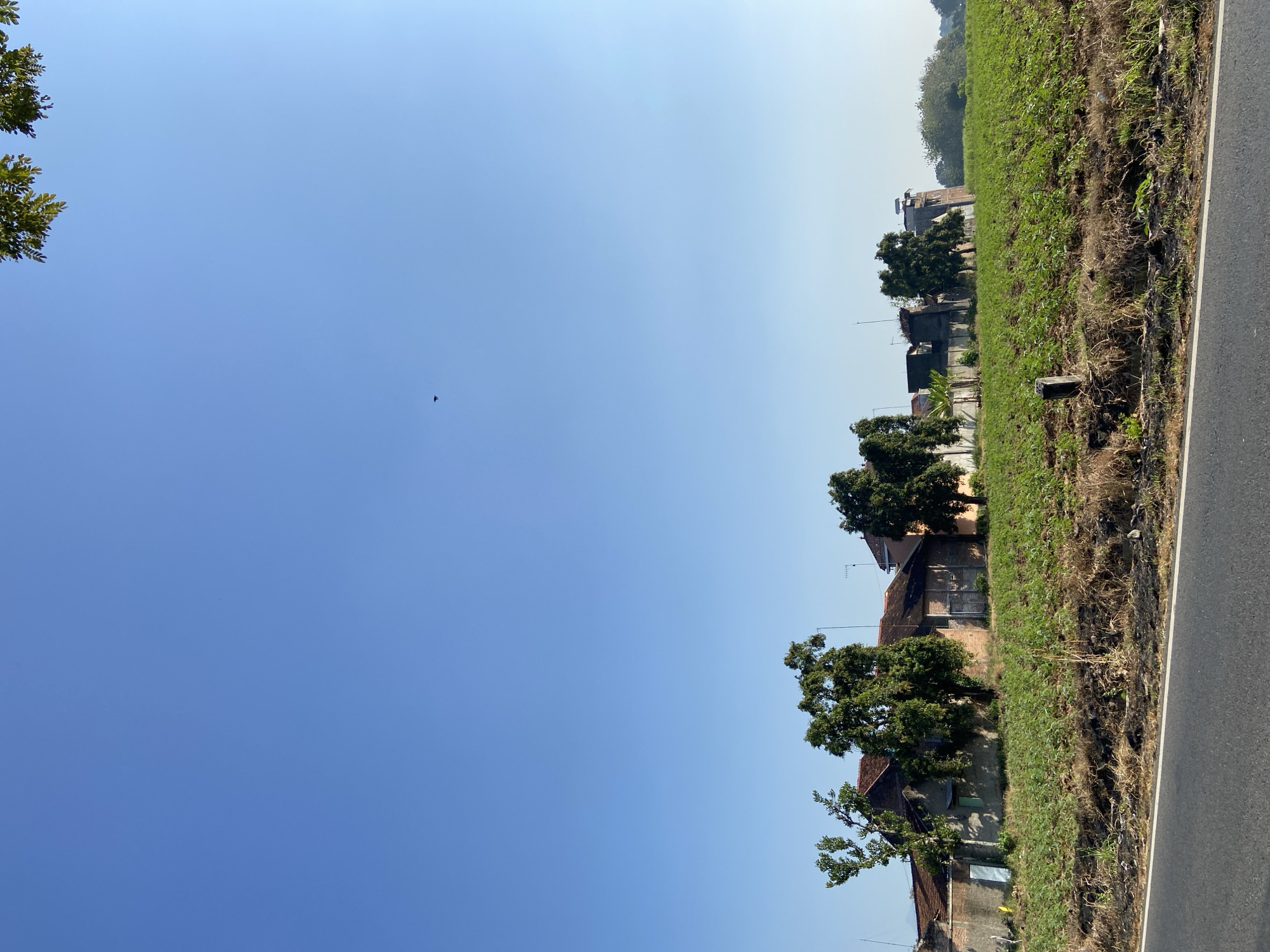 A drone's eye view of a rural scene in Margorejo, Indonesia, under a clear blue sky. In the foreground, a paved road runs horizontally across the bottom of the frame. Beyond the road, a field of green crops stretches towards a line of buildings and trees. The buildings appear to be single or two-story structures, some with red tile roofs. Several trees, varying in size and foliage density, are scattered among the buildings and in front of them. In the distance, more trees and vegetation are visible. A single black bird is in flight in the upper portion of the sky. The overall impression is of a sunny day in a peaceful, agricultural area.