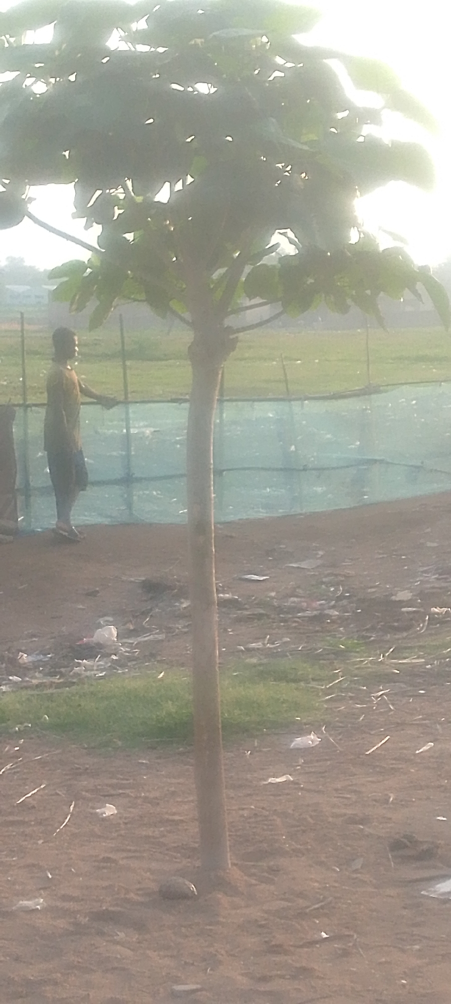The image depicts an outdoor scene, likely in Jalingo, Nigeria, featuring a young man standing near a tree. The man, wearing a light-colored t-shirt and dark shorts, is facing left and appears to be holding a stick or pole. He is positioned to the left of a young tree with a slender trunk and broad leaves, which dominates the foreground. Behind the tree and the man, a blue net fence is visible, separating the immediate area from a grassy field beyond. The ground in the foreground is dirt and scattered with debris, including plastic waste and dried vegetation. The overall lighting suggests it is daytime, possibly early morning or late afternoon, with the sun creating a bright, somewhat washed-out effect in the upper right portion of the image, possibly indicating a hazy or overexposed sky. The background shows a blurred expanse of green field and possibly some distant structures.