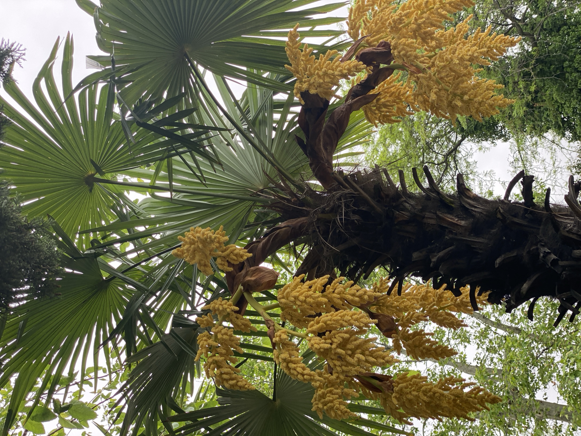 A low-angle, upward shot features a fan palm tree laden with yellow flowers, probably in Sochi, Russia. The fronds of the palm are large and green, radiating outwards from the central trunk. The trunk is thick and brown, with a textured surface. Clustered groupings of small, yellow flowers hang from the tree. Other trees and vegetation are visible in the background, with glimpses of a white or overcast sky. The shot has been taken from directly below the palm tree, which is oriented vertically.