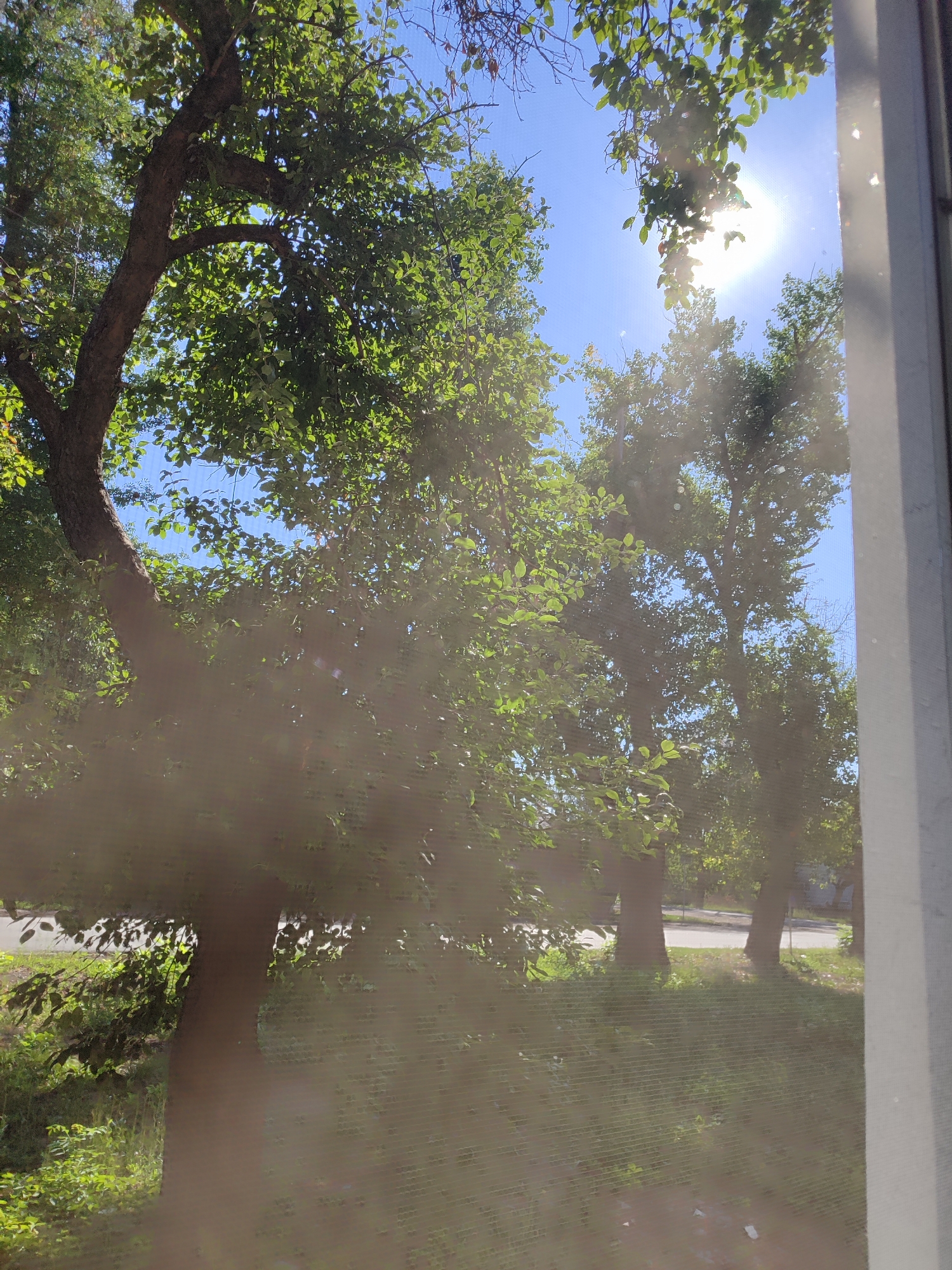 In an outdoor environment, likely within a city setting, a view through a window reveals trees with lush green foliage. The sun shines brightly through the leaves, creating lens flare and dappled light effects. The sky is a clear blue, indicating a sunny day. In the foreground, the window screen is visible, creating a textured overlay on the scene. The ground below the trees is covered in grass and some scattered debris. The image captures a moment of natural beauty, filtered through a domestic perspective. The exact location within the city is not specified, but the presence of trees and a road suggests a park or residential area. There are no people or animals visible in the image.
