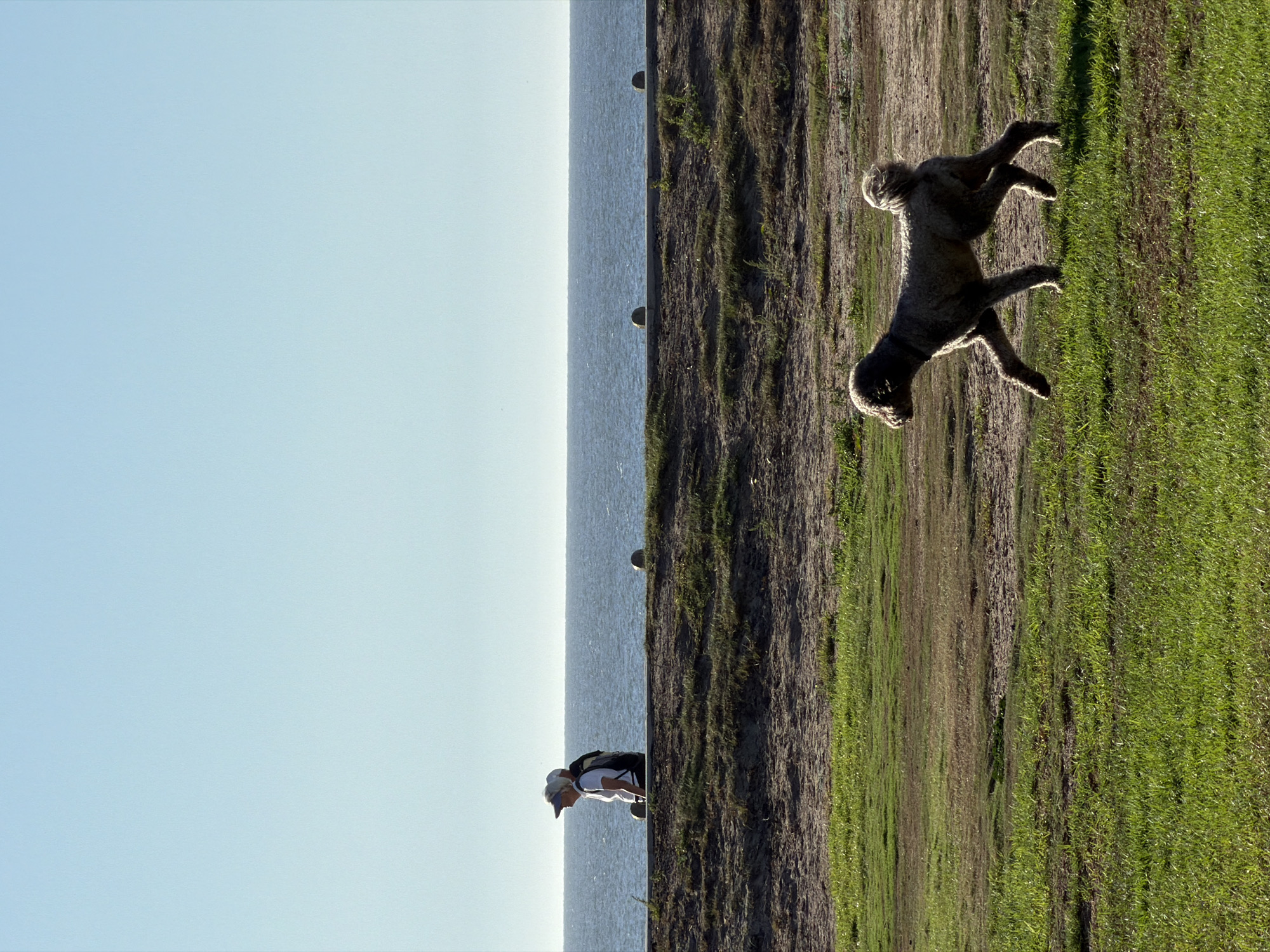 A bright, wide-angle shot captures a landscape bisected vertically into two distinct sections. On the left, a clear blue sky transitions into a calm body of water, possibly the ocean, with a person standing near the water’s edge. They wear a white shirt, a dark backpack, and a baseball cap. On the right, a grassy, slightly sloping field is visible. A large, furry dog with dark fur is in mid-leap across the field. The vegetation suggests this is a natural or park-like area, potentially a coastal park, near a beach in Cape Town, South Africa. The scene is filled with bright sunlight, suggesting the photo was taken during the day.