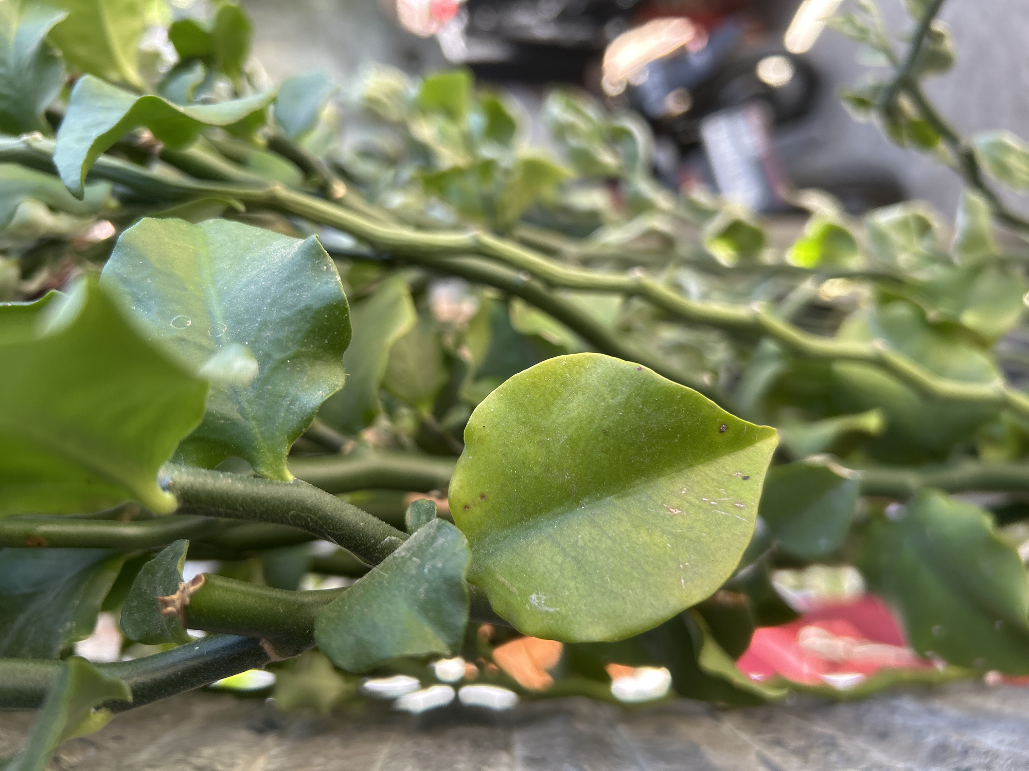 The image shows a close-up view of a plant with thick, green, segmented stems and fleshy, heart-shaped leaves. The plant appears to be growing vertically, possibly against a wall. In the background, there are blurred out elements that suggest an outdoor environment. The lighting indicates it is daytime. The overall scene is a natural one, with no people or specific man-made structures clearly identifiable within the frame. The image does not contain information that allows for the specific location within Banda Aceh, Indonesia to be determined.