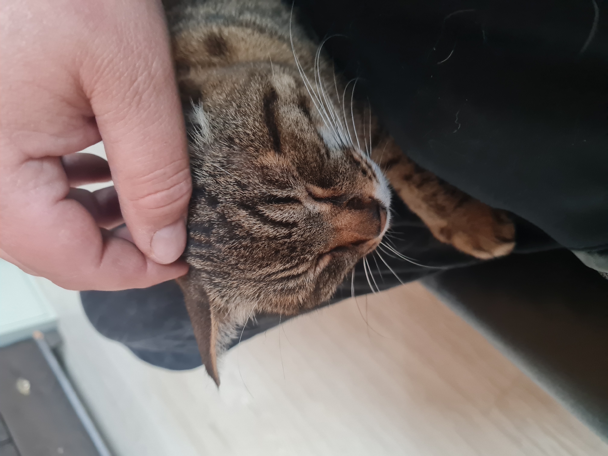 A tabby cat is lying on a person's lap. A hand is gently touching the cat's head. The cat appears to be relaxed, with its eyes closed. The background is out of focus, but appears to be an indoor setting. The location is unspecified as the city of Noviy, Russia.
