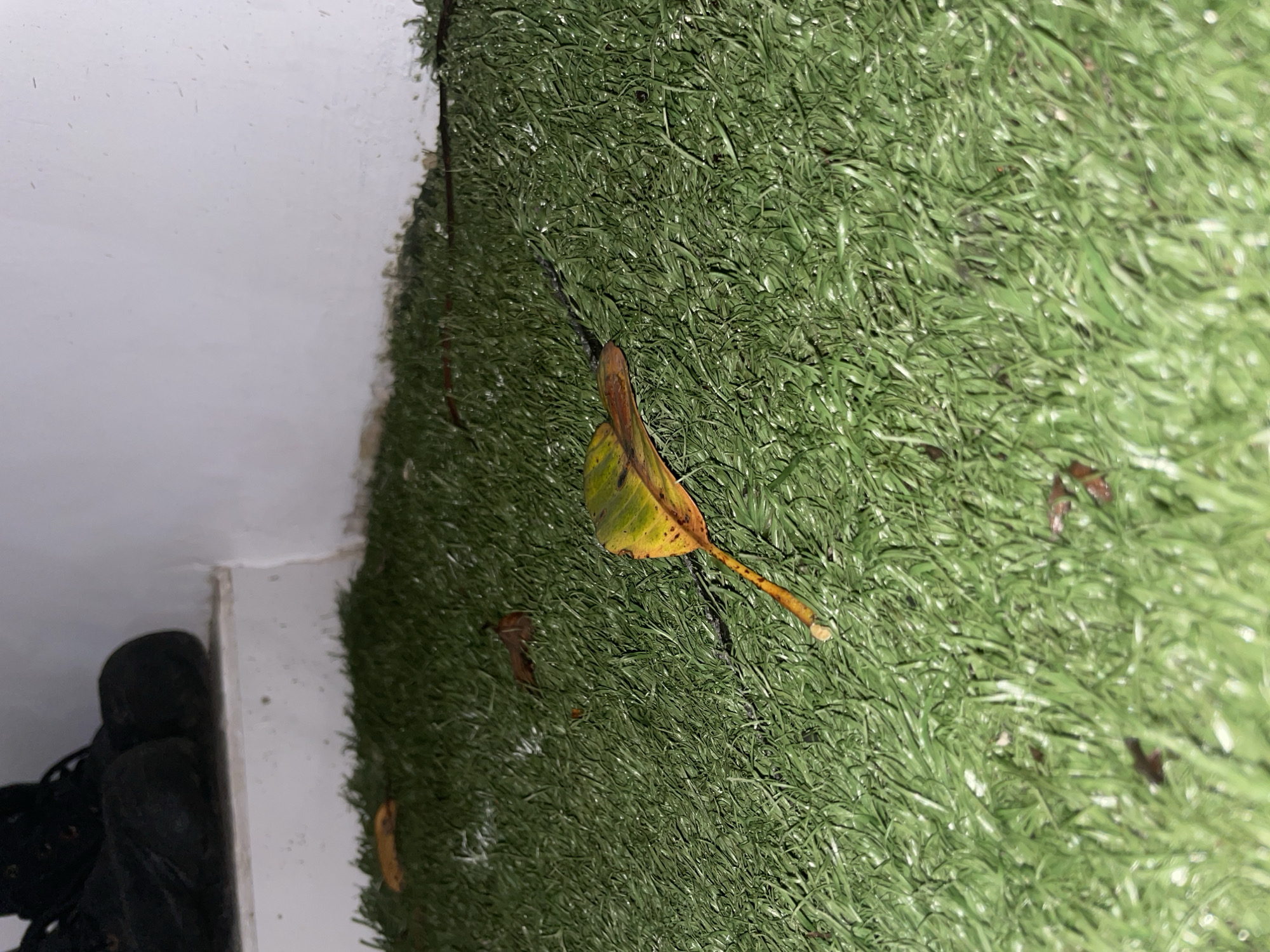The media file presents a close-up, angled view of an outdoor or indoor surface, predominantly featuring artificial green grass. A single, prominent leaf, transitioning in color from green to yellow and brown, rests on the artificial turf, with its stem pointing towards the lower right. Scattered across the synthetic grass are several smaller, brown, withered leaves, blending into the texture.
To the left of the artificial grass is a bright white surface, likely a wall or a curb, forming a clean boundary. In the bottom-left corner of the frame, parts of dark-colored boots or shoes are visible, suggesting the presence of a person standing or positioned near the artificial turf.
The lighting in the image is dim, indicating it might be evening, night, or an overcast day. The artificial grass shows individual synthetic blades, and there are small reflective spots, possibly from moisture or the nature of the material under the lighting. There is no explicit activity taking place, rather a static scene focusing on the textures and elements of the setting. No visible text is present in the image. The scene offers a glimpse into a mundane moment in Phu Thuy Ward, Vietnam, highlighting artificial landscaping alongside human presence.