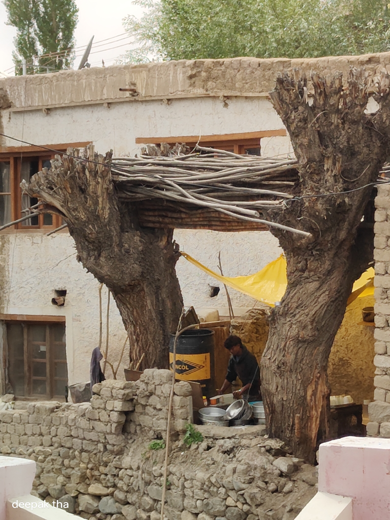 A man is washing dishes in an outdoor kitchen in Leh, India. He is standing in front of a large tree and a yellow tarp. There are several pots and pans on the ground, as well as a black barrel with a yellow label. A stone wall is in the foreground, and a white building is in the background. The image is taken from a slightly elevated angle.