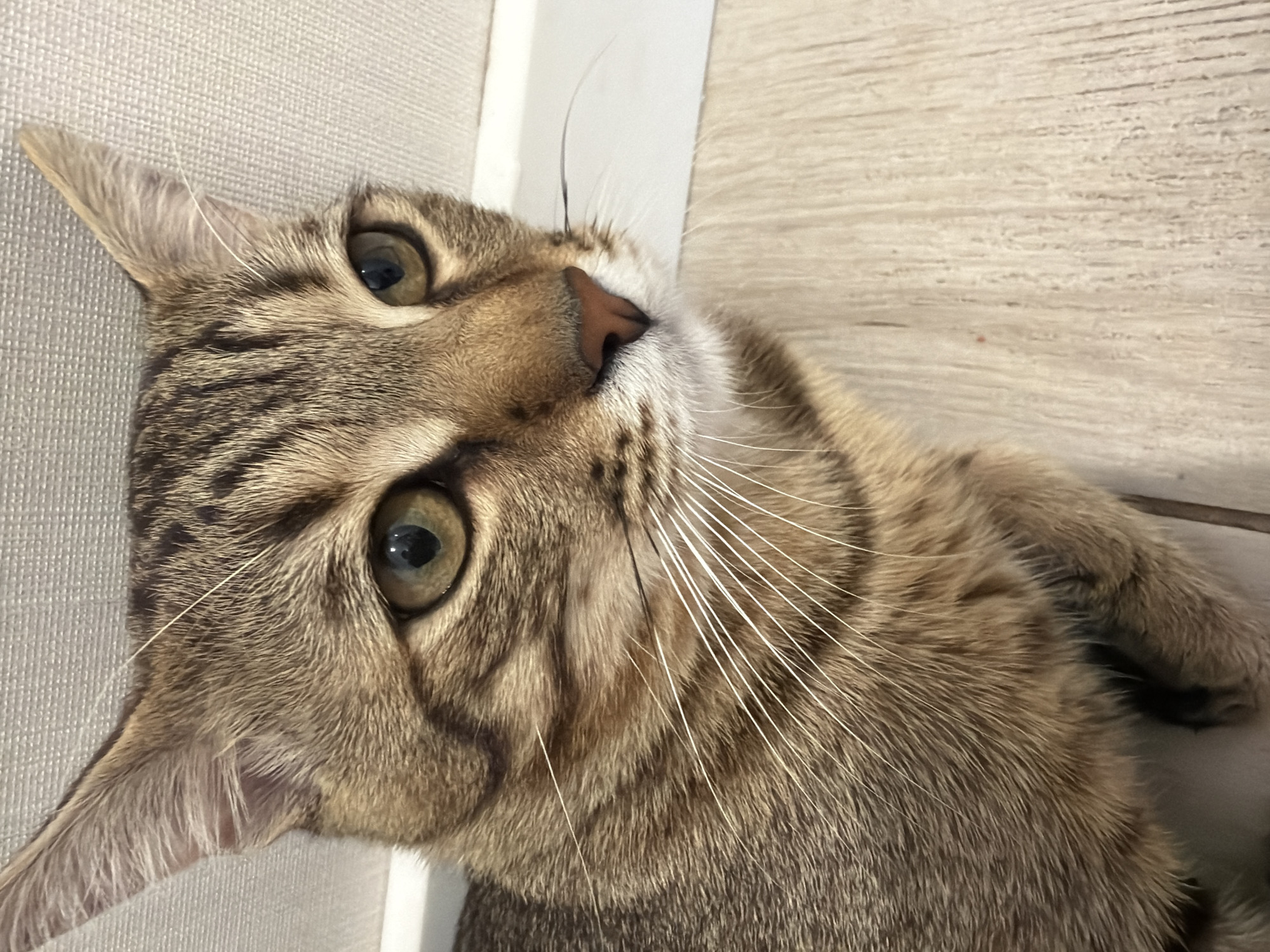 This is a close-up, eye-level, medium shot photograph of a domestic cat. The cat is facing right, with its head and upper body filling most of the frame. It has tabby markings with brown and black stripes on its fur. Its eyes are a light green-yellow color, and its nose is a light brown color. Long white whiskers extend from its muzzle. The background consists of a textured, light-colored wall and a wooden floor. There is a white baseboard separating the wall and the floor. The scene does not contain any identifiable landmarks or elements that would indicate a specific location within the city of Irpin, Ukraine, or any other city. There are no people, actions, or interactions depicted in the image.