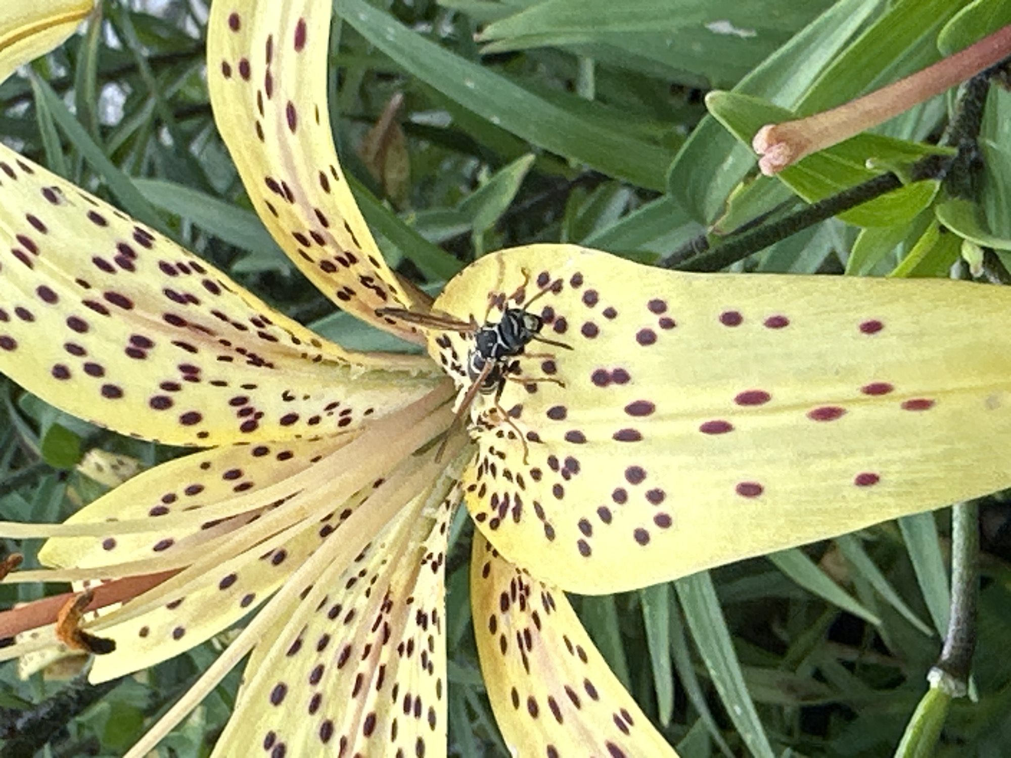 A close-up, eye-level shot captures a wasp on the petal of a yellow tiger lily. The wasp, with its black and yellow striped body, is positioned on the lower right petal of the flower, its legs gripping the surface. The lily's petals are a vibrant yellow, adorned with numerous dark purple spots. The flower's stamens, with their orange anthers, are visible towards the top of the frame. Lush green foliage forms the background, suggesting an outdoor, natural setting. The image does not depict any recognizable landmarks or features that would indicate a specific location within Beryozovsky, Russia.