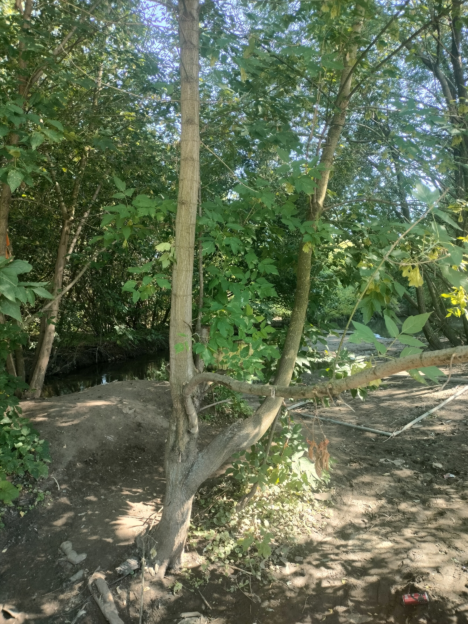 A medium-shot image captures a sun-dappled forest path next to a narrow waterway. The path is composed of dirt and scattered leaves, with several trees lining its edge. A prominent tree trunk, thick and light brown, stands in the foreground, its branches extending towards the right side of the frame. To the left of this tree, a smaller, thinner tree with a darker trunk leans at an angle. The waterway, dark and reflective, is visible in the background, flanked by dense green foliage and more trees. The overall impression is one of a serene, natural environment within a wooded area, likely a park or nature reserve. The presence of a red can on the ground suggests it is an accessible, though possibly less frequented, area.