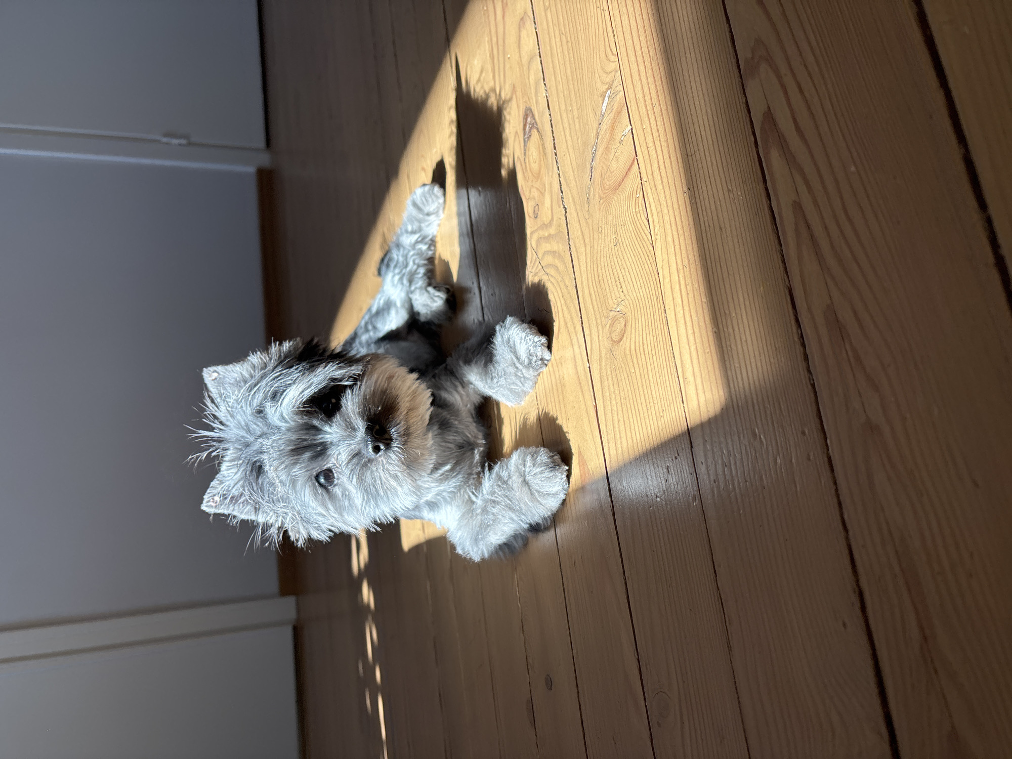 A small gray and black Yorkshire Terrier-like dog is lying on a hardwood floor illuminated by bright sunlight. The dog is positioned in the lower left of the frame, facing the camera. Its body is angled towards the right. The light casts a stark shadow behind the dog. To the left, a white wall with linear molding is visible. The location cannot be verified to be in the city of Chaikovsky, Russia based on the provided image.