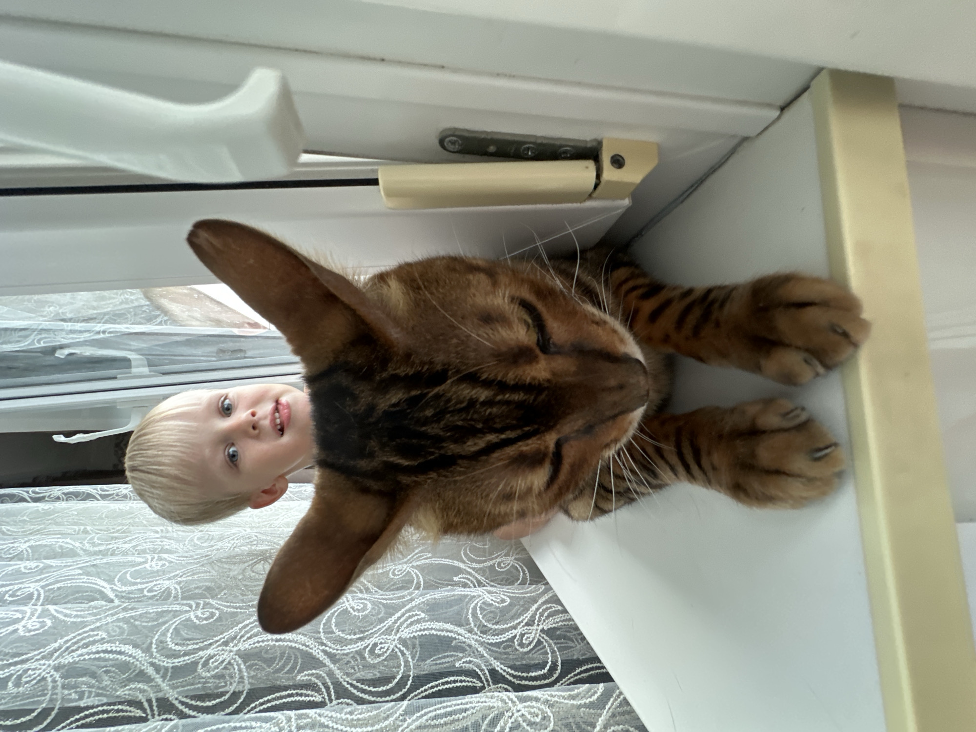 An indoor close-up shot captures a young boy and a Bengal cat perched on a white windowsill. The boy, with blonde hair and blue eyes, peeks from behind the cat, his tongue slightly out. The cat, with its distinctive spotted coat and large ears, is positioned in the foreground, facing downwards. The background features a white lacy curtain and a white door frame with a metallic hinge mechanism. The scene appears to be in Gornyi Erik, Russia, a location known for its natural beauty and rural setting. The overall impression is one of a candid moment between a child and his pet, emphasizing their bond.