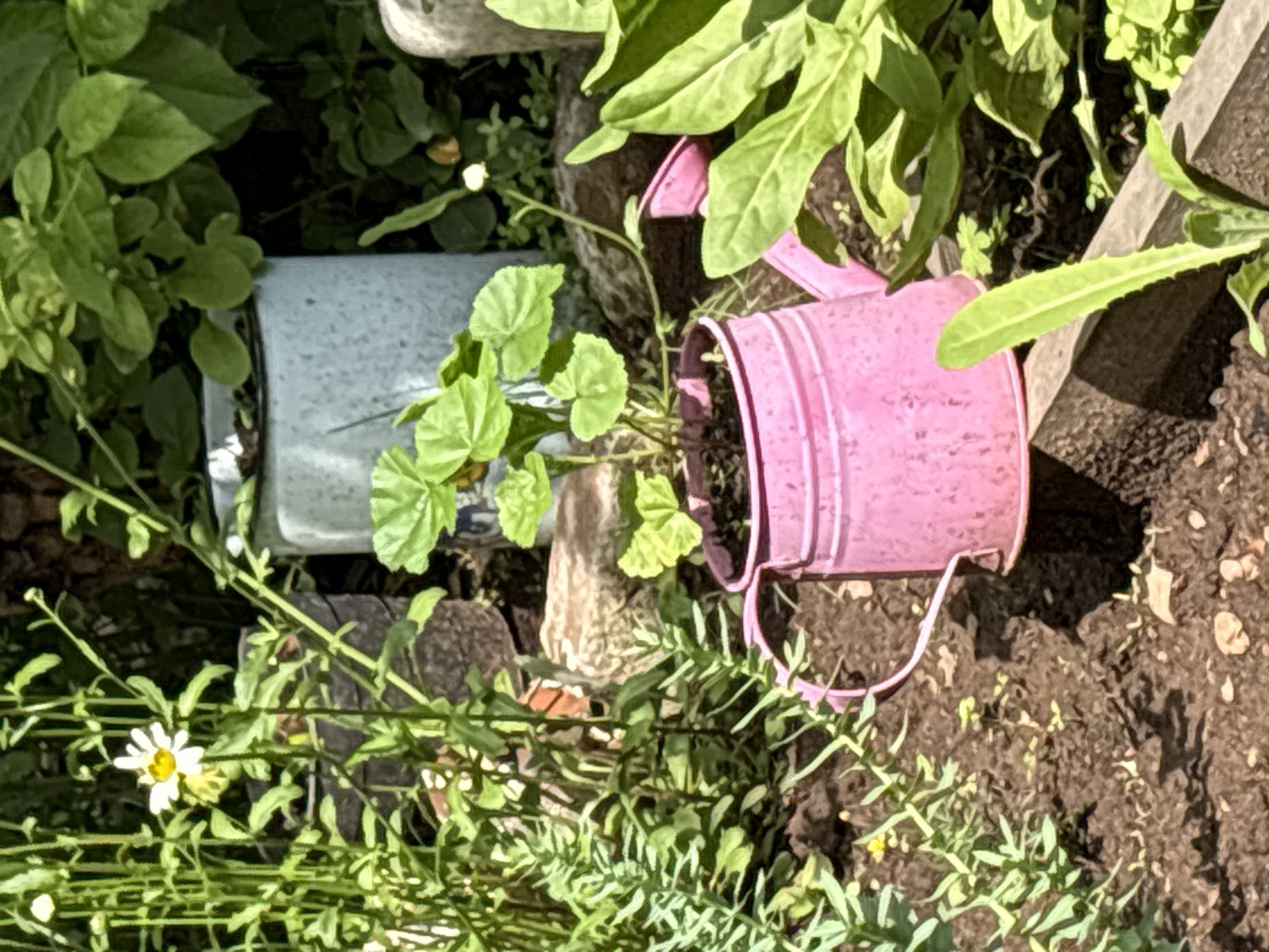 A close-up, eye-level outdoor shot captures a vibrant garden scene with a small, pink watering can filled with soil and a young plant as the central focus. The watering can, made of metal, displays ribbed detailing and a curved handle. A plant with heart-shaped green leaves sprouts from the soil within the can. Surrounding the watering can, lush green foliage dominates the frame, with taller plants and a white daisy with a yellow center visible in the background to the left. A portion of a light blue cylindrical object, possibly a bucket or planter, is also visible behind the watering can. The ground is dark soil, interspersed with small stones. The image appears to be taken on a sunny day, casting shadows and highlighting the bright colors of the garden. The image does not contain any information that would indicate its location in Bratsk, Russia, or any specific city. There are no people or discernible actions taking place.
