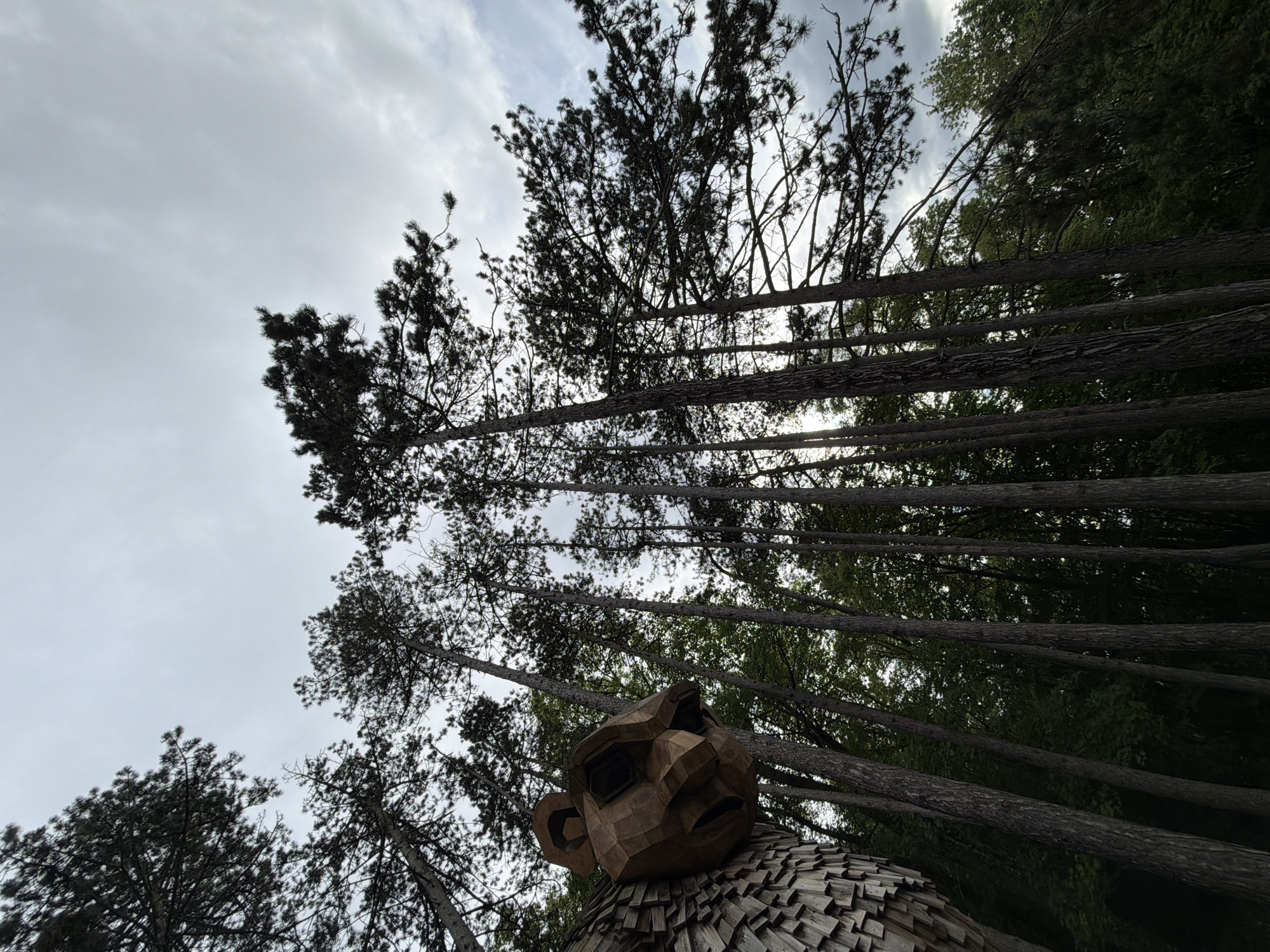 The image shows a wooden troll sculpture, partially visible from a low angle, with tall trees in the background against a cloudy sky. The sculpture appears to be made of wooden planks, arranged in a shingled pattern for the body and a more geometric, multi-faceted design for the head. The head has distinct features such as large ears, a nose, and eyes. The tall trees, some with dense foliage, extend vertically into the frame, partly obscuring the cloudy sky. The location is Esch-sur-Alzette, Luxembourg, based on known information.