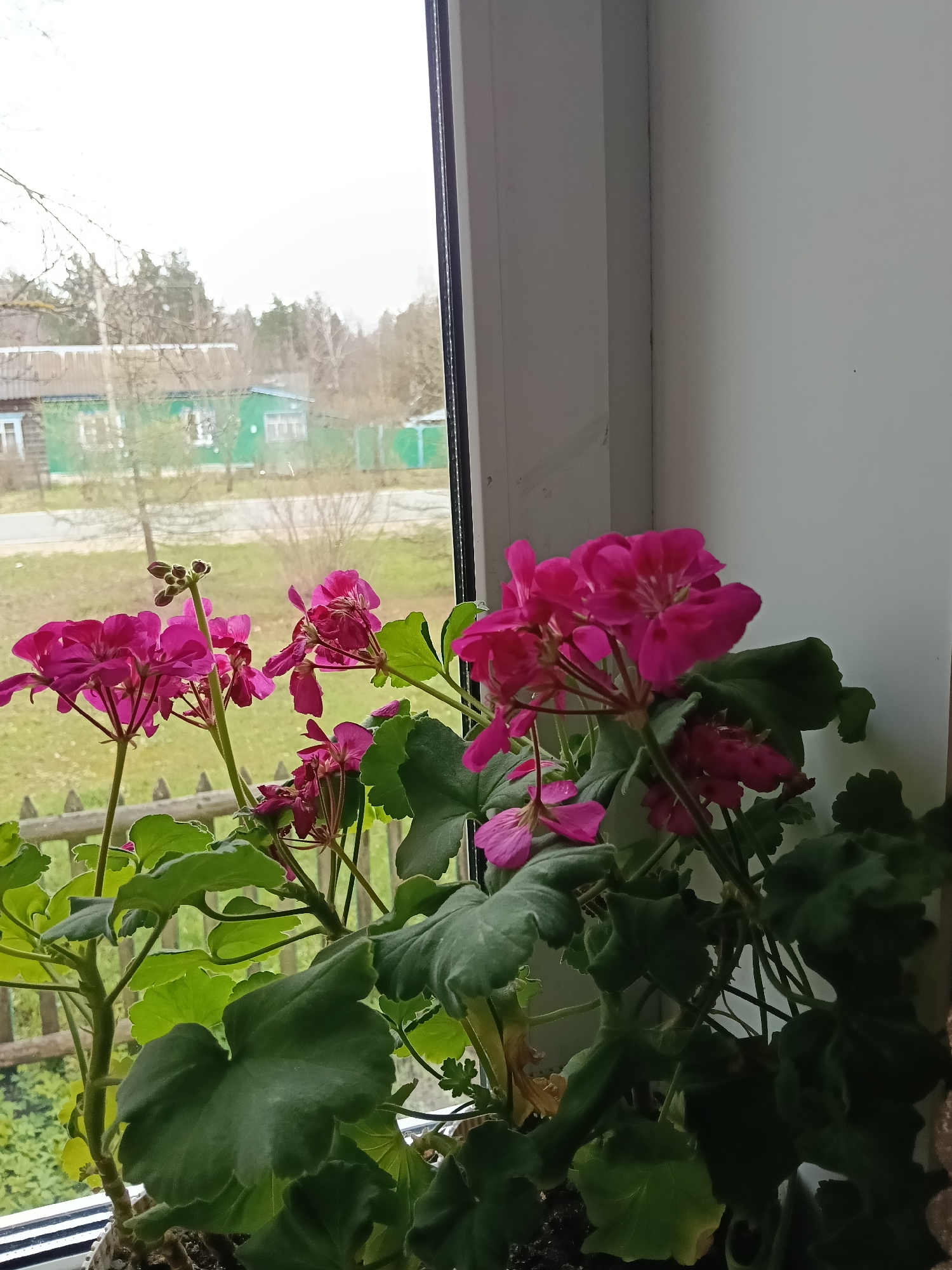 A close-up shot displays a potted geranium plant with vibrant pink flowers and green leaves, positioned on a windowsill. Outside the window, a muted landscape features a wooden fence and a green house, suggesting a suburban or rural setting. The sky appears overcast, casting a soft, diffused light. This image was likely taken in the city of Красный Маяк, Russia.