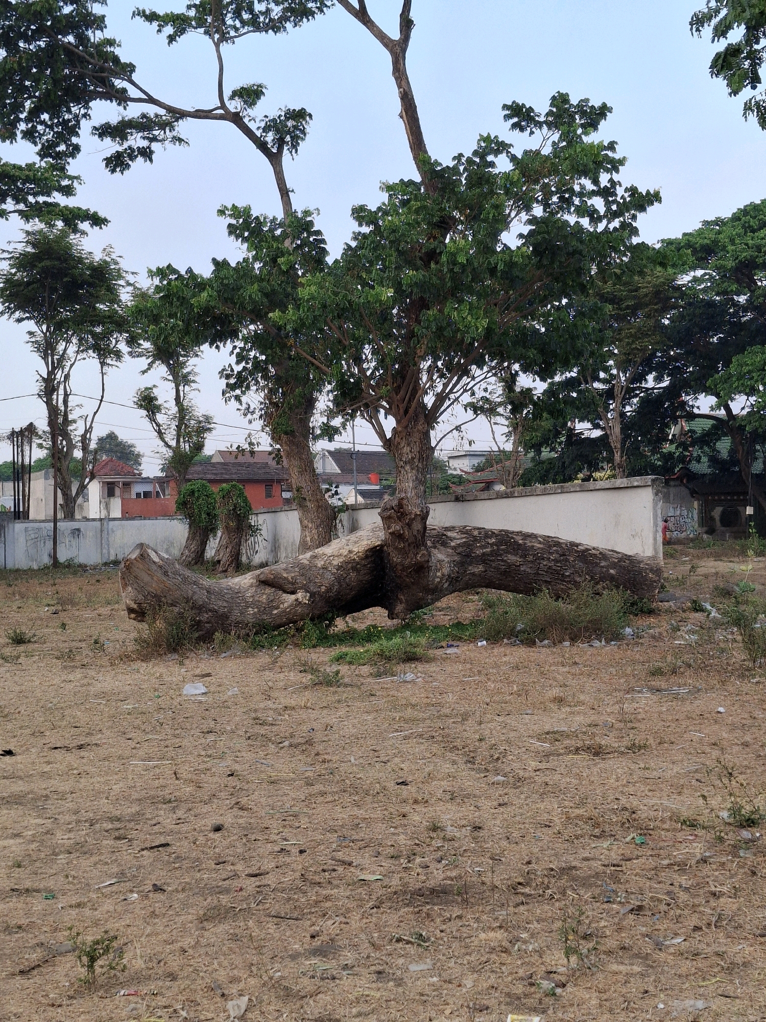 The image depicts a fallen tree trunk lying on dry, brown ground covered with sparse vegetation and scattered debris, including plastic. Behind the trunk is a low, white concrete wall. Beyond the wall, residential buildings with red-tiled roofs are visible, suggesting an urban or semi-urban setting. Several trees with green foliage are present in the background and foreground, with the sky being a pale blue. The scene appears to be in Lumajang, Indonesia, as indicated by the surrounding architecture and vegetation, though no specific landmarks are identifiable. There are no people or animals visible in the frame. The overall impression is one of a slightly neglected outdoor area.