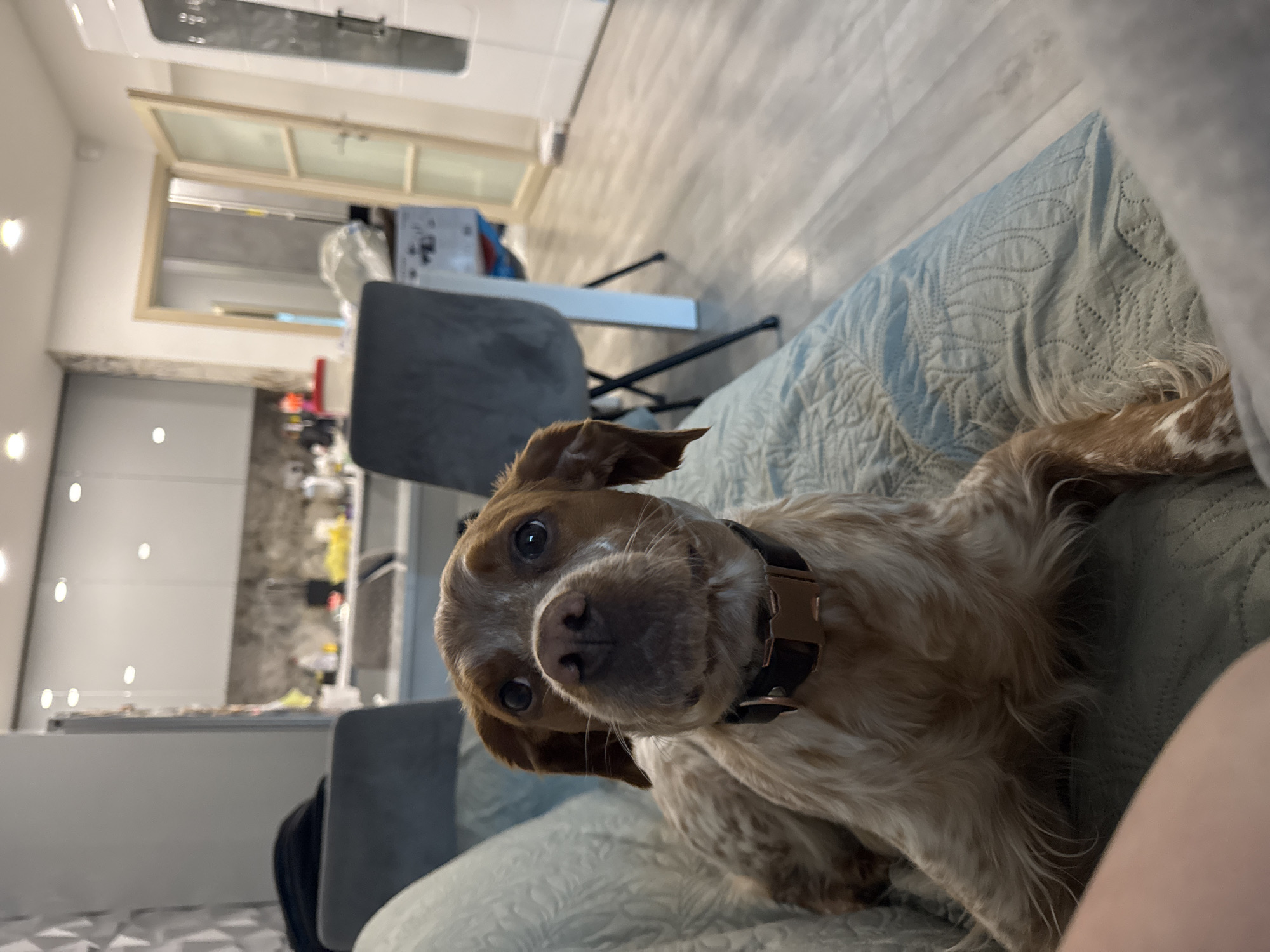 A medium-sized, light brown and white speckled dog with a black collar is lying on a light blue quilted bedspread. The dog is facing the camera with its head tilted to the left. The background is a domestic interior, including a white and gray kitchen area with counters and cabinets, a gray chair, and a partially visible white table or counter with items on it. The flooring appears to be light-colored wood. The location is likely indoors, based on the furniture and décor. There is no information to confirm that the location is in the city of Sofia, Bulgaria.