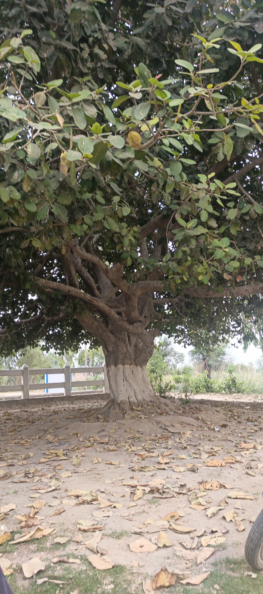The image captures a large, mature tree, likely a banyan or a similar fig species, dominating the central and upper frame. The tree features a thick, gnarled trunk, painted white for its lower section, and extensive branches covered with numerous broad, oval-shaped green leaves. The canopy is dense, allowing glimpses of the sky through the foliage.
The ground beneath the tree is dry earth, strewn with a considerable number of fallen, light brown leaves, indicating a dry season or autumn. Patches of green grass are visible among the dried leaves and soil. In the left background, a white concrete fence or barrier with blue accents extends horizontally, partially obscuring other distant vegetation. To the right of the tree, more sparse greenery and distant trees are visible, suggesting an open, possibly rural, landscape. The lower right corner reveals a partial view of a vehicle's tire, hinting at a parked vehicle just outside the frame.
The scene depicts a calm, outdoor environment, illuminated by natural daylight, possibly in the morning or afternoon. There are no people visible, and no specific activity is taking place, presenting a tranquil, static view of nature. The setting appears to be a public or open area in Mandihar, Pakistan. No visible text is present in the image.
