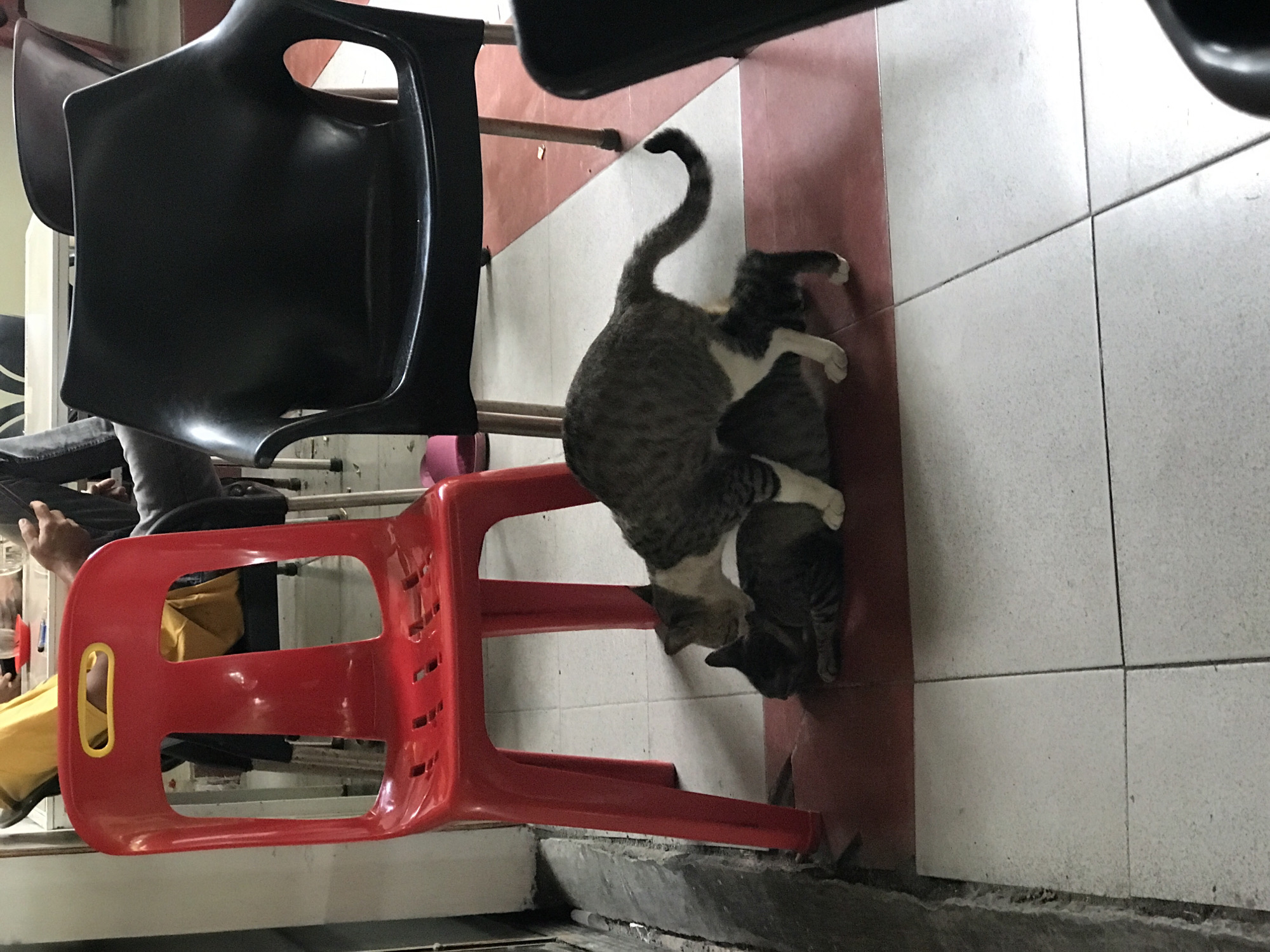 Two cats are intertwined on a red and white tiled floor near a red plastic chair and a black plastic chair. A person wearing jeans and a yellow shirt sits near the chairs. The scene appears to be indoors. The location is Lhokseumawe, Indonesia.