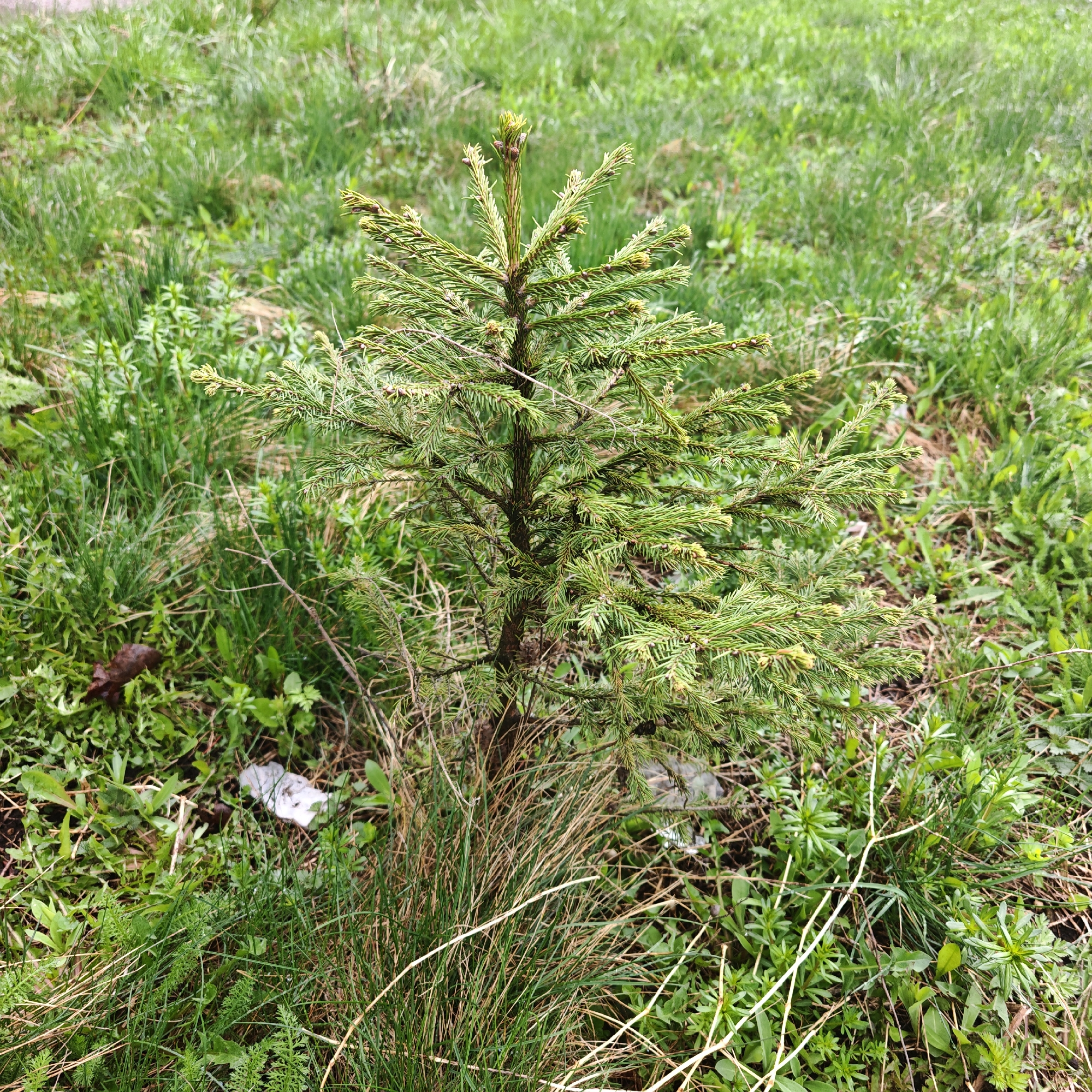 The image displays a small, vibrant green conifer tree, likely a young spruce or fir, standing upright amidst a sprawling expanse of green grass and assorted wild vegetation. The tree is positioned centrally, showcasing its healthy needles and new growth evident at the branch tips.
The setting is an outdoor, possibly uncultivated, grassy area, which could be a field, parkland, or an untended part of a garden in Rostov, Russia. The ground around the tree is covered with a mix of green and some dried grasses, as well as various leafy plants and weeds. Scattered near the base of the tree are a few small pieces of white debris, possibly plastic or paper, along with some natural organic matter like a decaying leaf.
The lighting suggests a bright daytime, likely under an overcast sky or diffused sunlight, as there are no harsh shadows. The lush greenery indicates a temperate season, such as spring or early summer. No human or animal activity is visible; the scene is static, focusing purely on the plant life. There is no visible text.