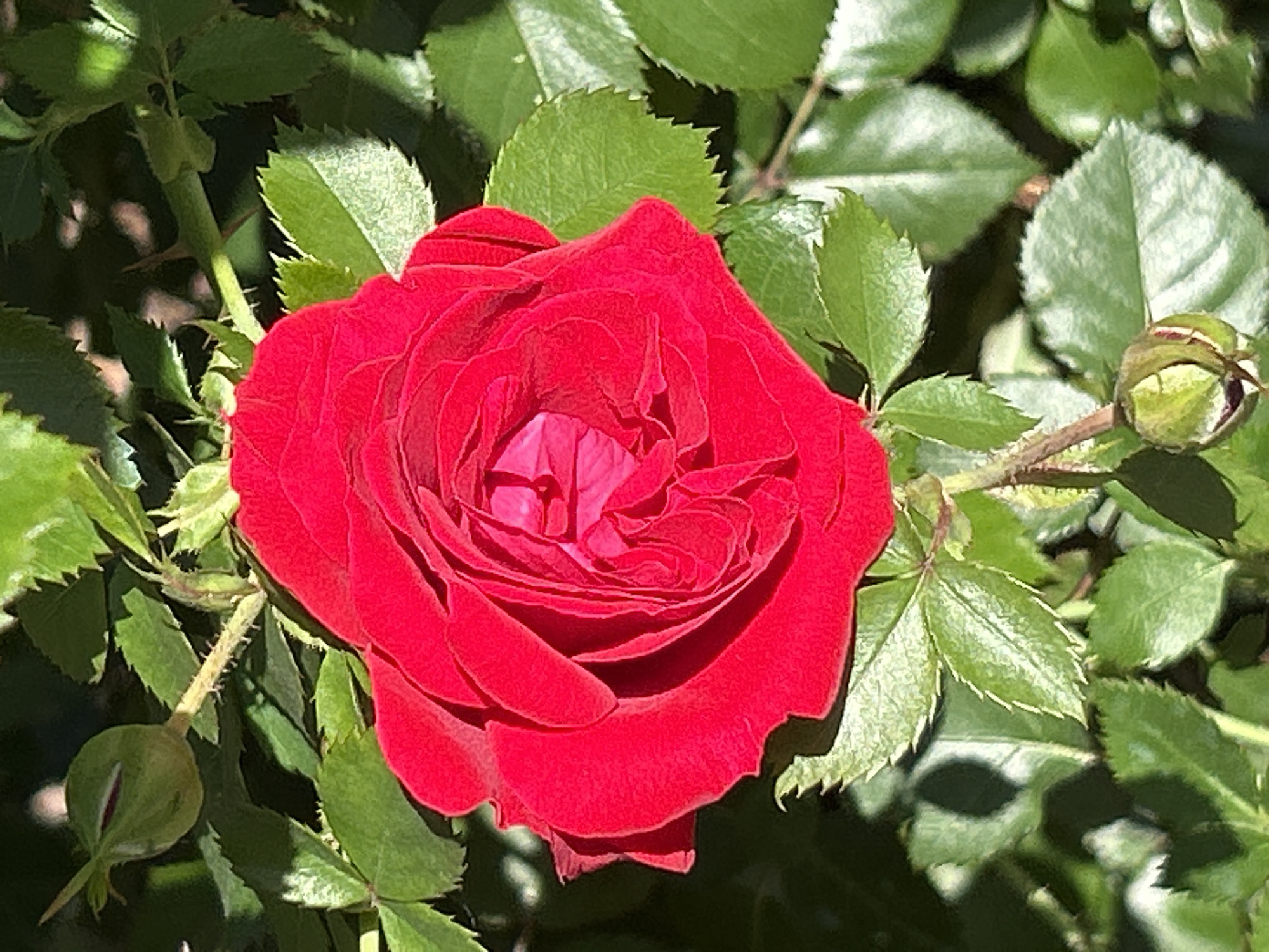 An overhead, close-up shot focuses on a single, vibrant red rose in full bloom. The rose's petals are tightly packed and layered, revealing a deep fuchsia color at its center. It is surrounded by lush green leaves, some of which are catching the sunlight, creating a dappled effect. The stem of the rose is visible, adorned with small thorns. Two rosebuds, still closed, are also present in the frame, one positioned above and to the left of the main bloom, and another below and to the right. The background is a blur of dark green foliage, suggesting the rose is part of a garden or bush. The lighting indicates it is daytime, likely outdoors. No specific location in Montreal, Canada, can be determined from the image.