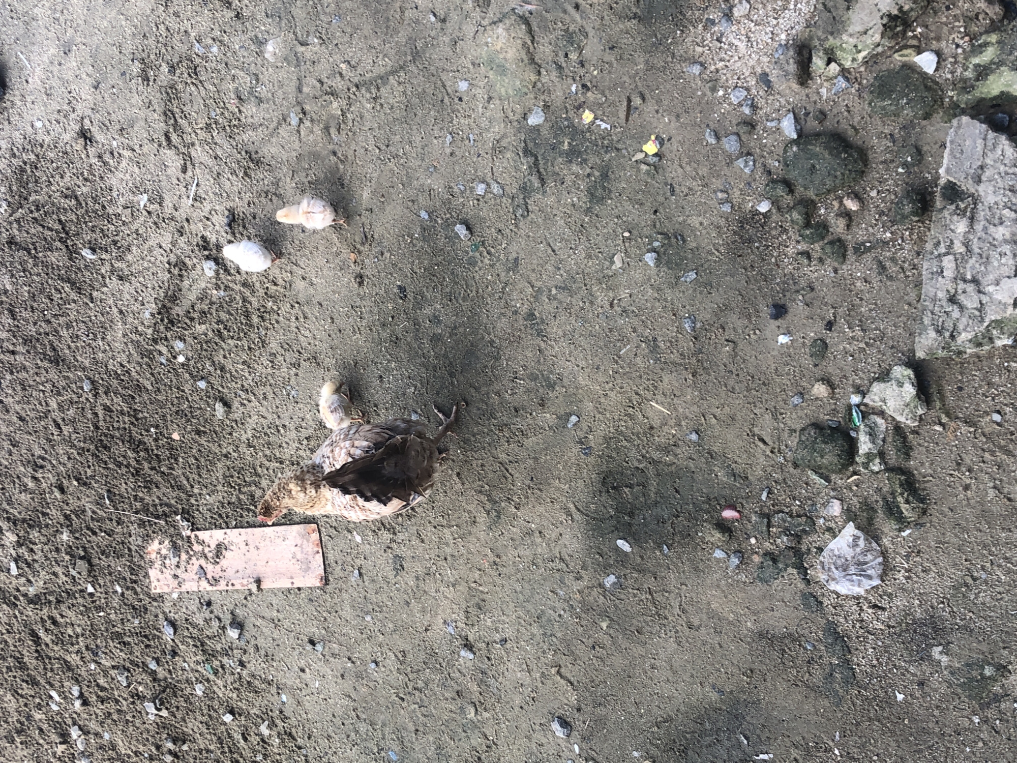 A hen and three chicks are foraging on a patch of dirt in Ado, Nigeria. The hen, which is brown and white, is facing away from the camera, and its chicks are scattered around it. The ground is covered in dirt, small rocks, and debris. A small piece of reddish-brown wood lies to the left of the hen. The chicks are small and yellow, with one in front of the hen, one to its right, and another further to the right and slightly behind. The image is taken from a high angle, looking down on the scene.