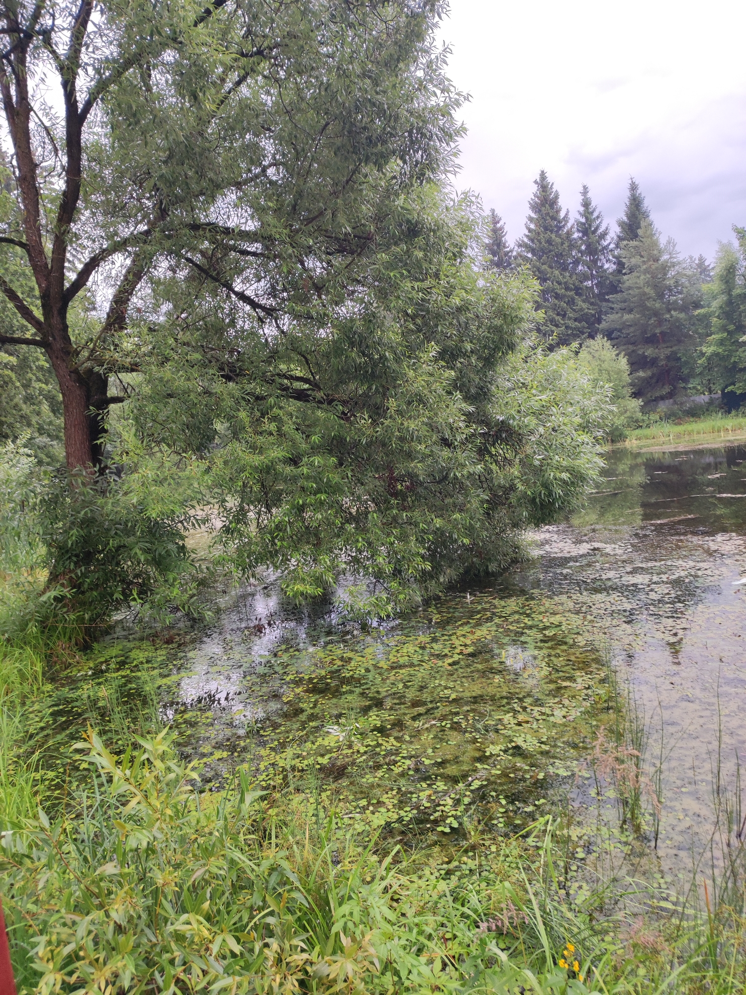 The image depicts a serene natural scene beside a body of water, likely a pond or slow-moving river, in or near Alabino, Russia. The foreground is dominated by lush green vegetation, including tall grasses and leafy plants. A large tree with a thick trunk and dense, drooping branches extends into the frame from the left, its leaves casting shadows on the water. The water's surface is partially covered with aquatic plants, creating a textured green carpet interspersed with darker patches of water. In the background, a line of evergreen trees, including several tall pine trees, forms a natural boundary. The sky above is overcast with muted, grayish-white clouds. The overall impression is one of a tranquil, undeveloped natural landscape.