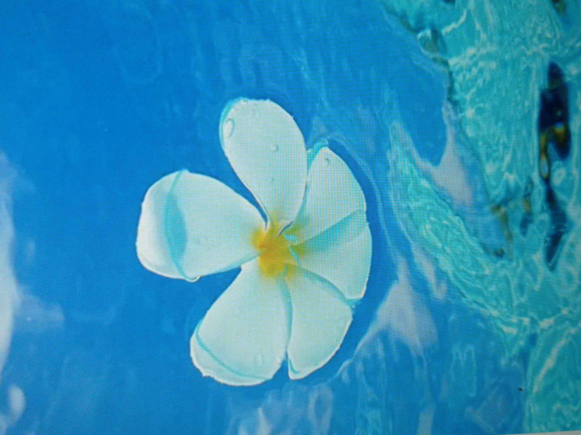 A white plumeria flower with a yellow center floats on the surface of clear blue water. The water has ripples and shows some light and shadow play, suggesting movement. The flower is depicted from a top-down perspective. There is no information available to associate this image with the city of Mukachevo, Ukraine.