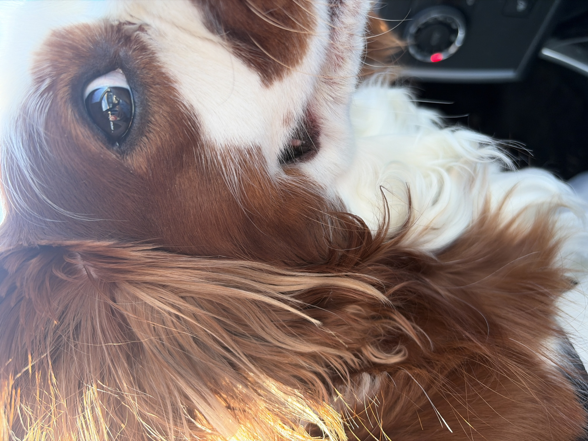 This is a close-up, eye-level, medium shot of a Cavalier King Charles Spaniel's face. The dog is facing to the right, with its head angled slightly down. The fur is a mix of reddish-brown and white, with long, flowing strands around its face. Sunlight is catching some of the fur on the left side of the image, creating a bright, backlit effect. The dog's dark eye is visible, reflecting light and what appears to be the interior of a vehicle. In the lower right corner, a portion of a car's dashboard is visible, including a dial with a red light illuminated.
The image does not contain enough information to determine its location in the city of Dobrich, Bulgaria.