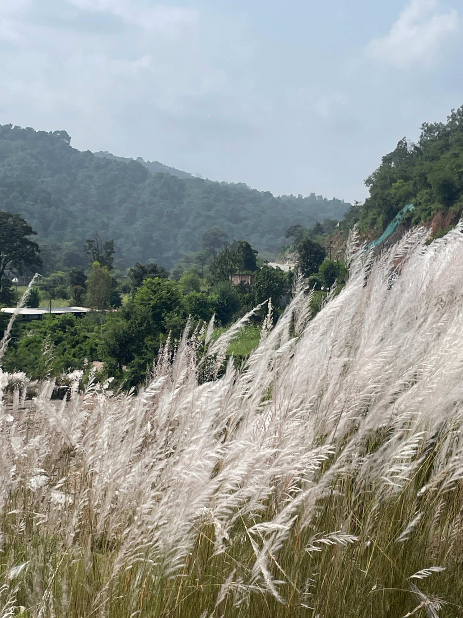 The image shows a landscape with tall, feathery white grass in the foreground, swaying in the wind. Behind the grass, there are lush green hills covered in trees, with a winding road visible in the distance. The sky is overcast and hazy. The scene suggests a natural environment with some human infrastructure like a road and possibly buildings partially obscured by the foliage. This location is identified as Jaanta, India.