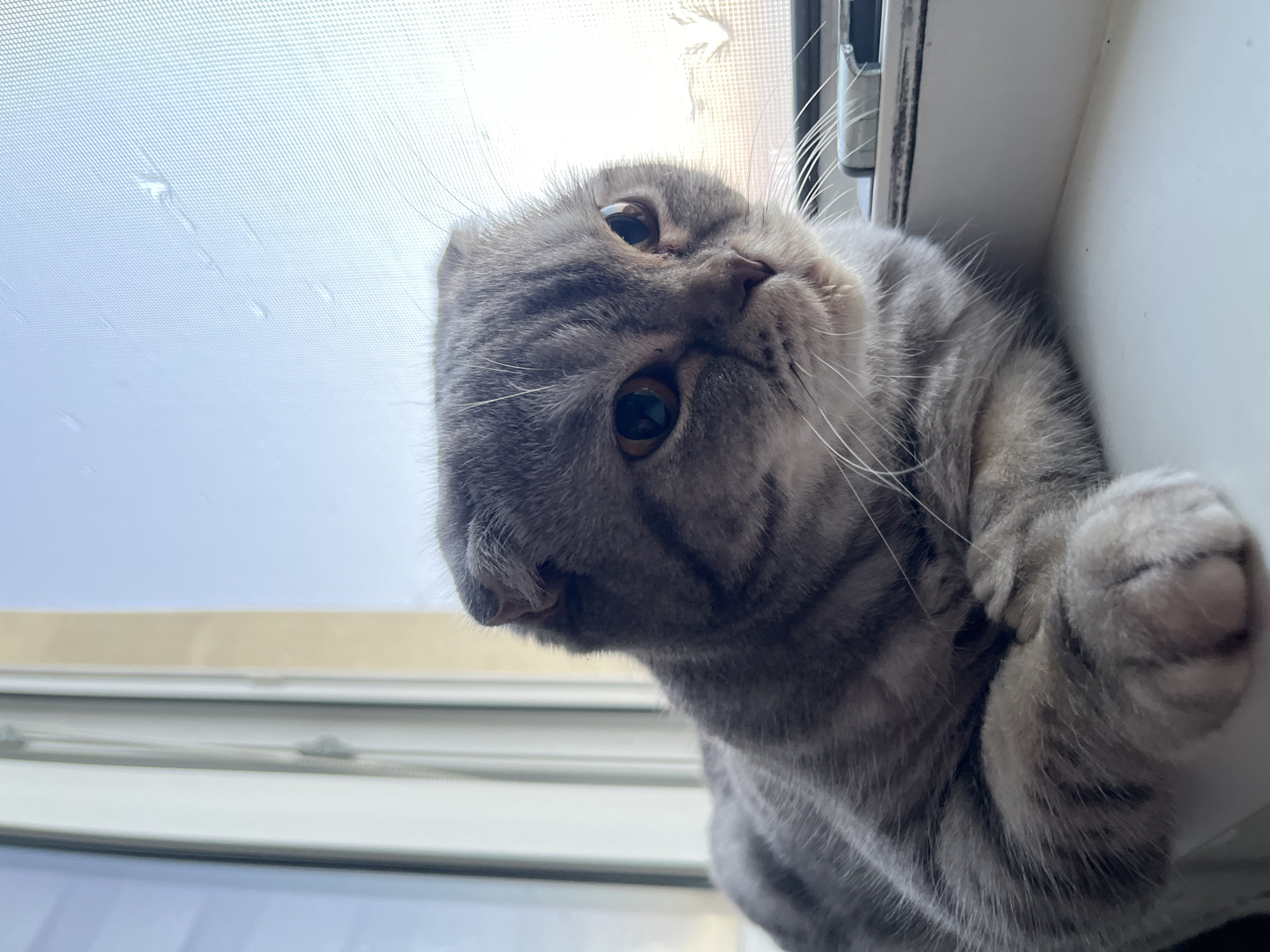 A Scottish Fold cat with grey tabby markings lies on a windowsill, gazing out a window with a screen. The cat is in focus, with its fur and features clearly visible. The background shows a hazy sky and the interior of a room, with vertical blinds visible on the left. The scene is well-lit, suggesting it is daytime. The location is identified as Chaikovsky, Russia, though no specific landmarks are visible to confirm this.