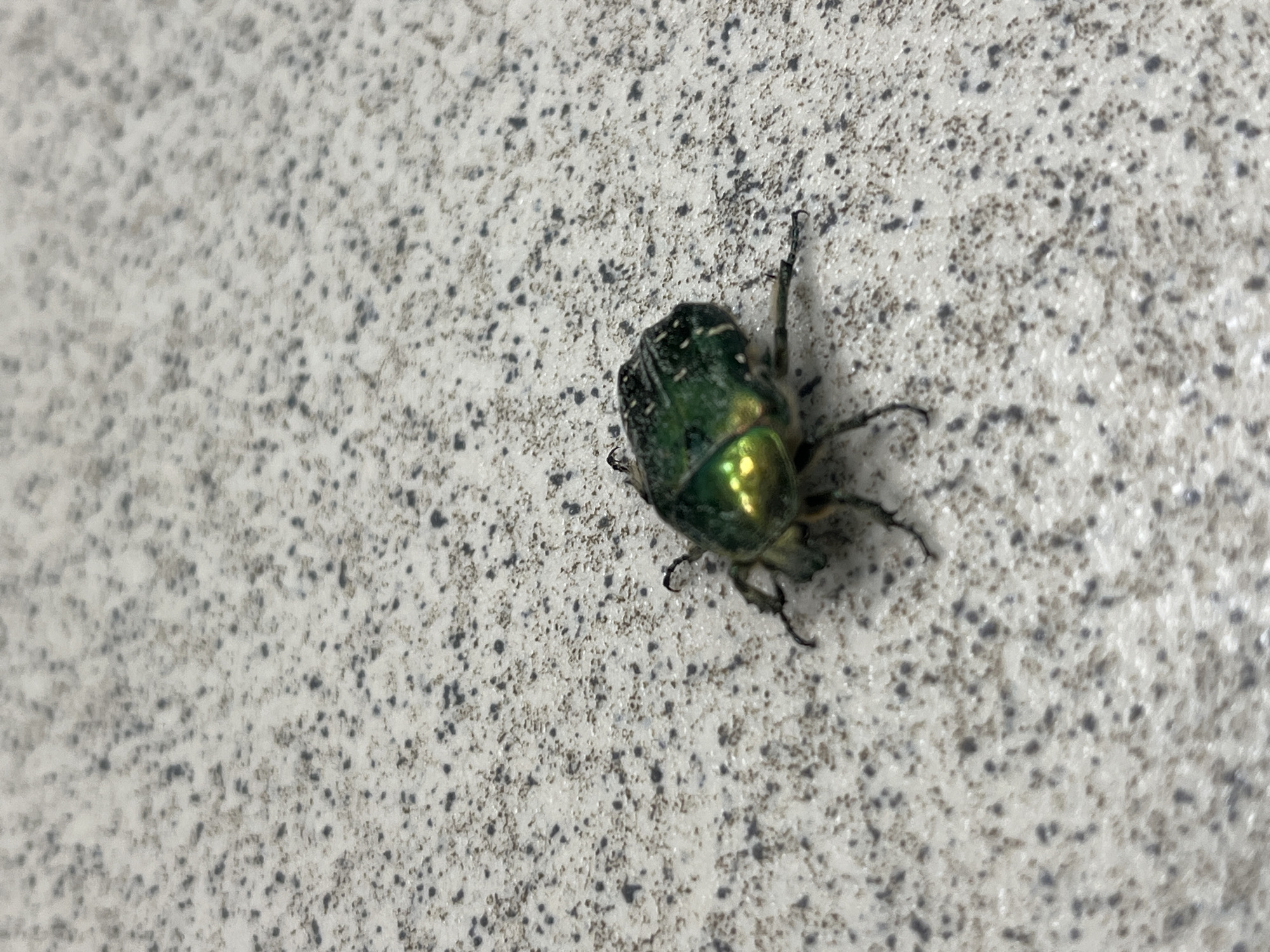 A green beetle rests on a light gray surface with a mottled texture. No humans are visible. There is no evidence to suggest that the picture was taken in the city of Chaikovsky, Russia.